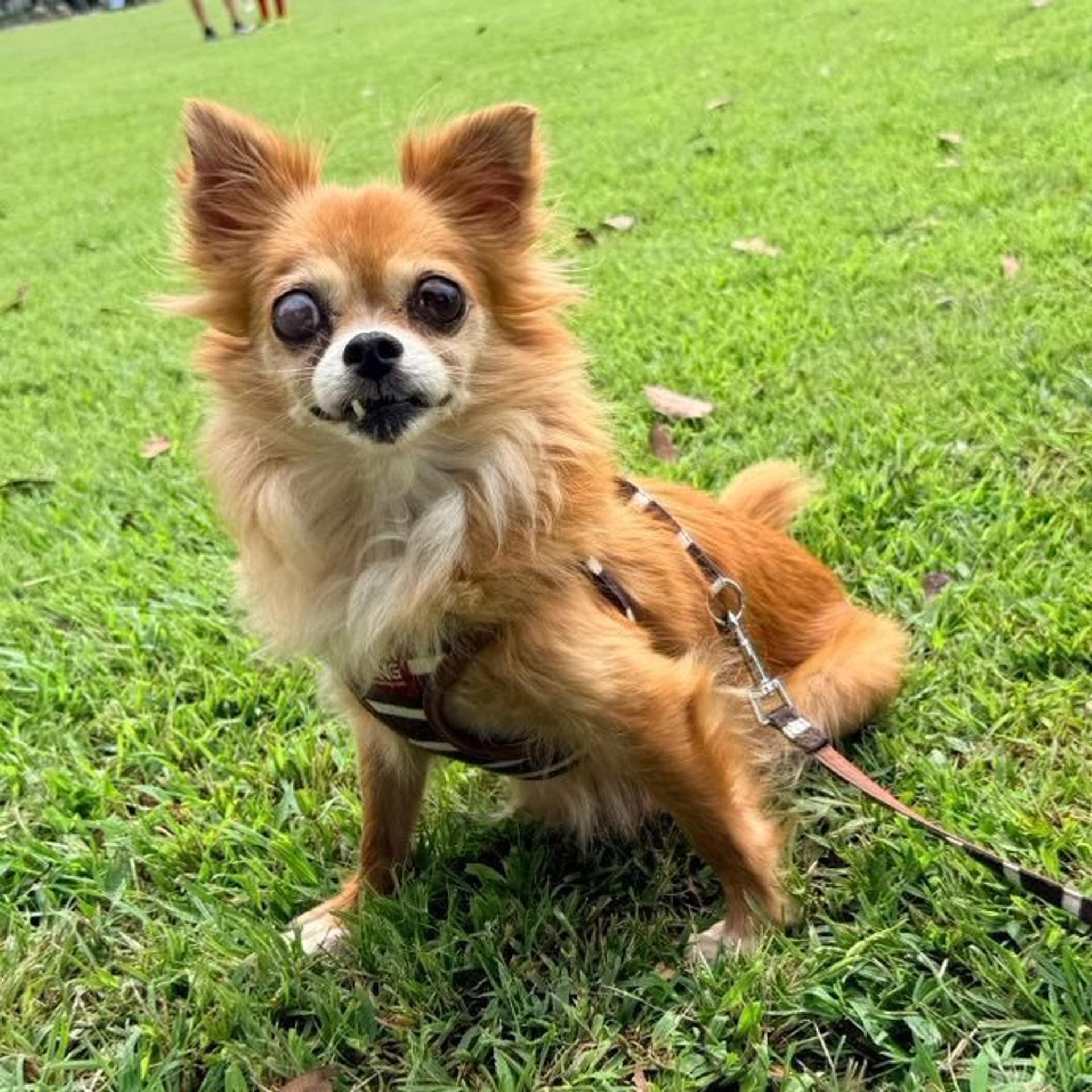 pet-image-5