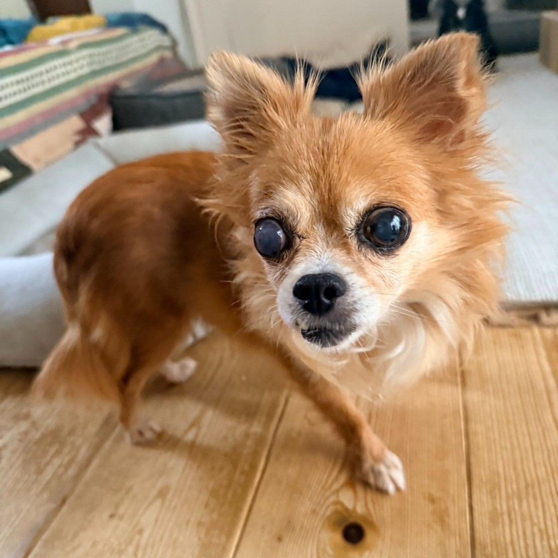 pet-image-7