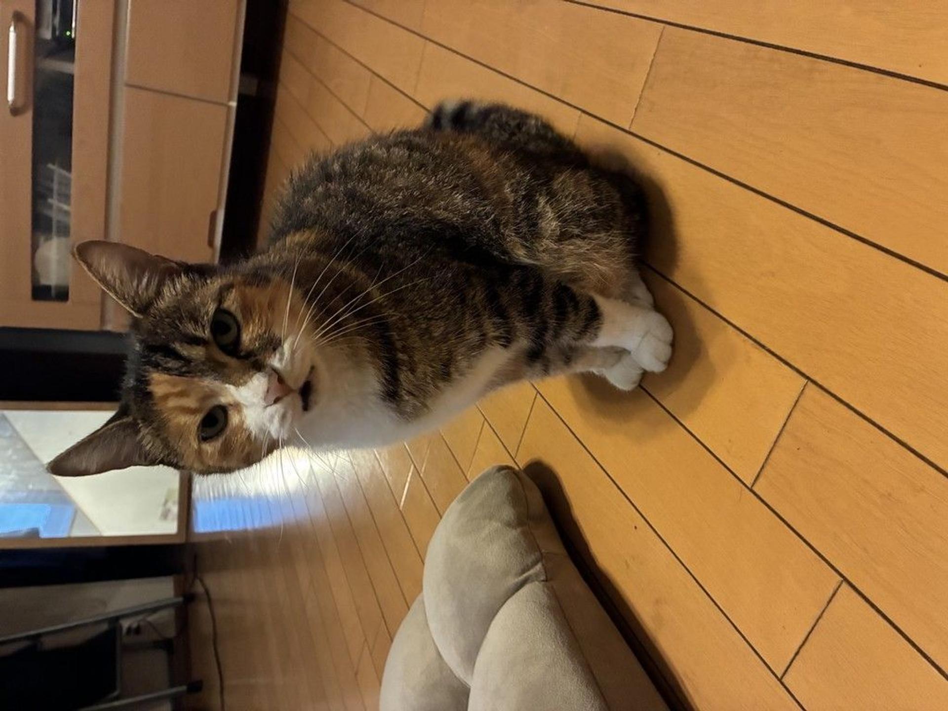 pet-image-4