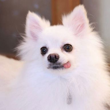 イーヨちゃんの写真