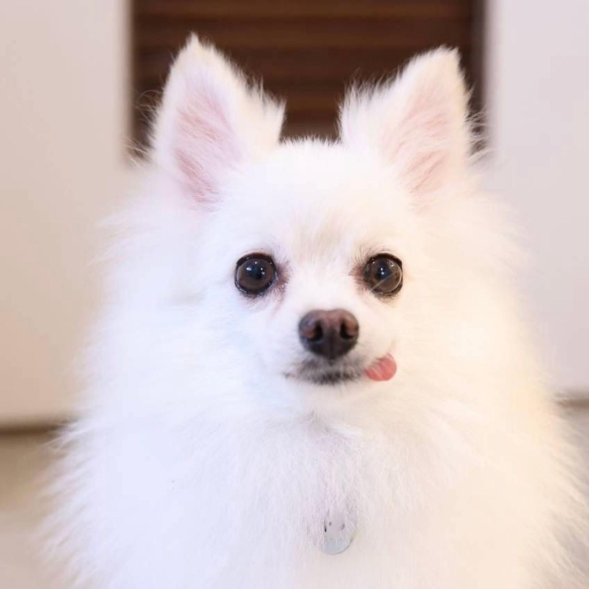 pet-image-2