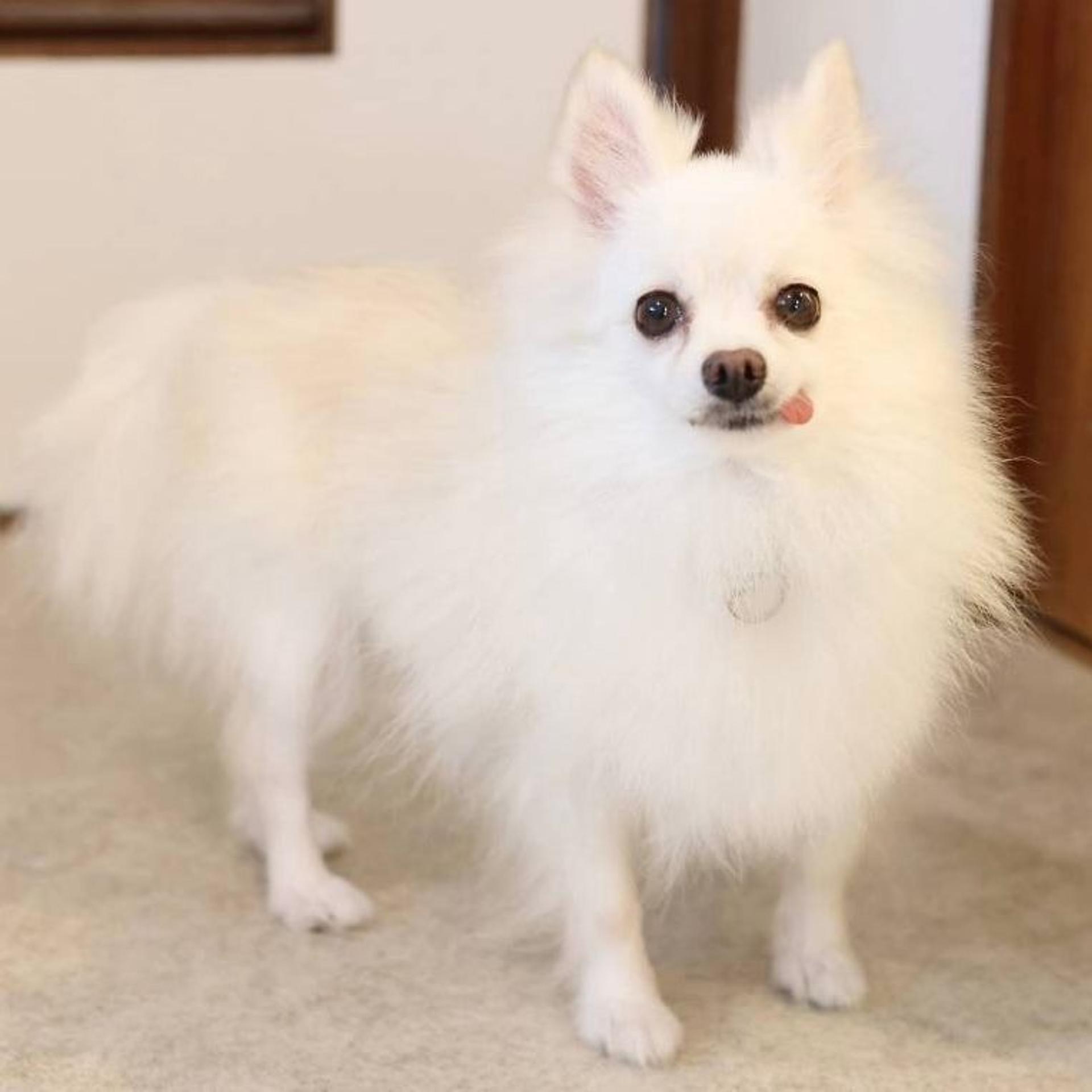 pet-image-3