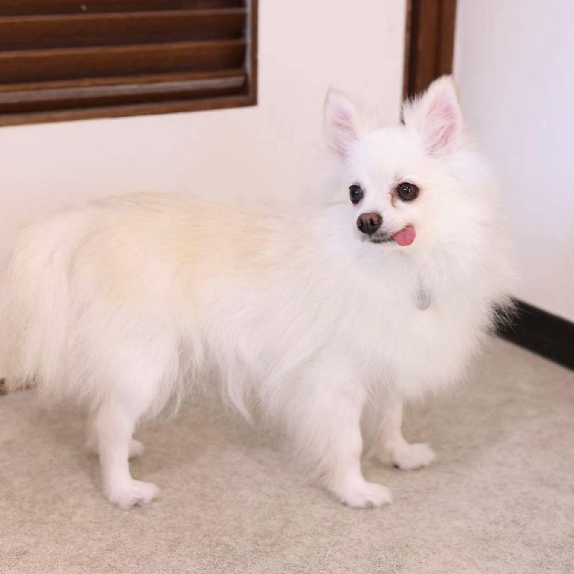 pet-image-5
