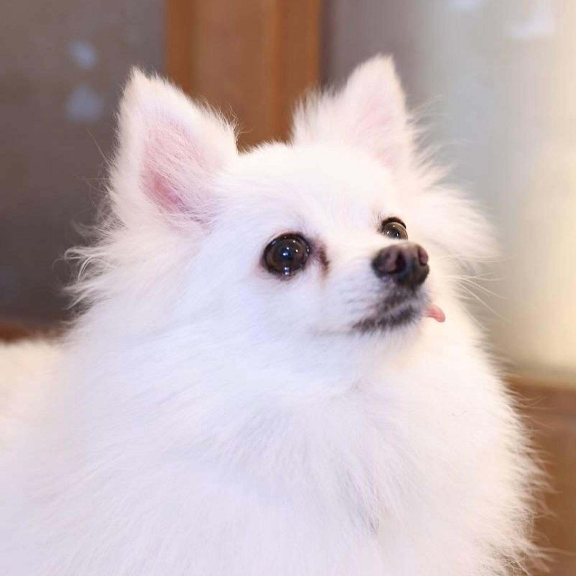 pet-image-6