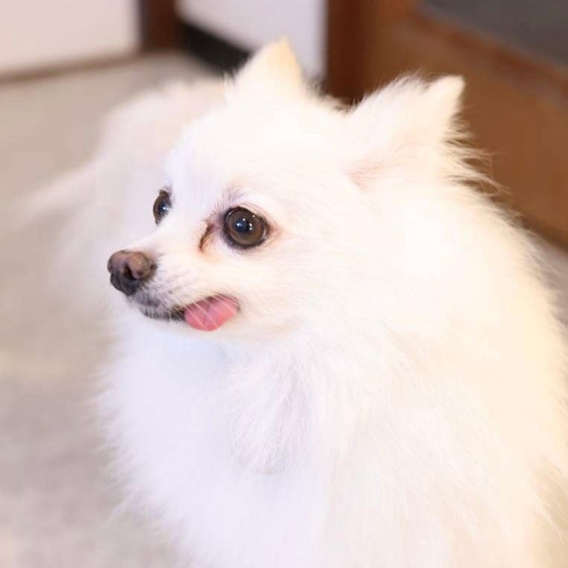 pet-image-7