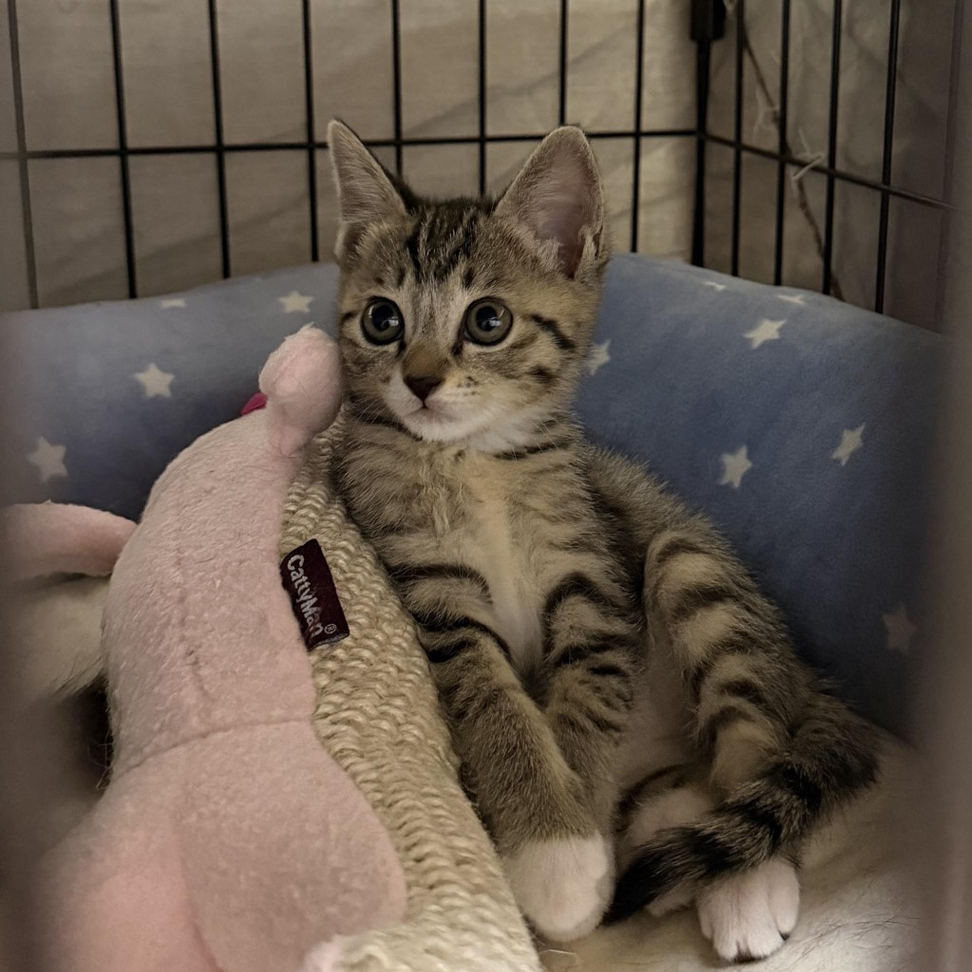 pet-image-9