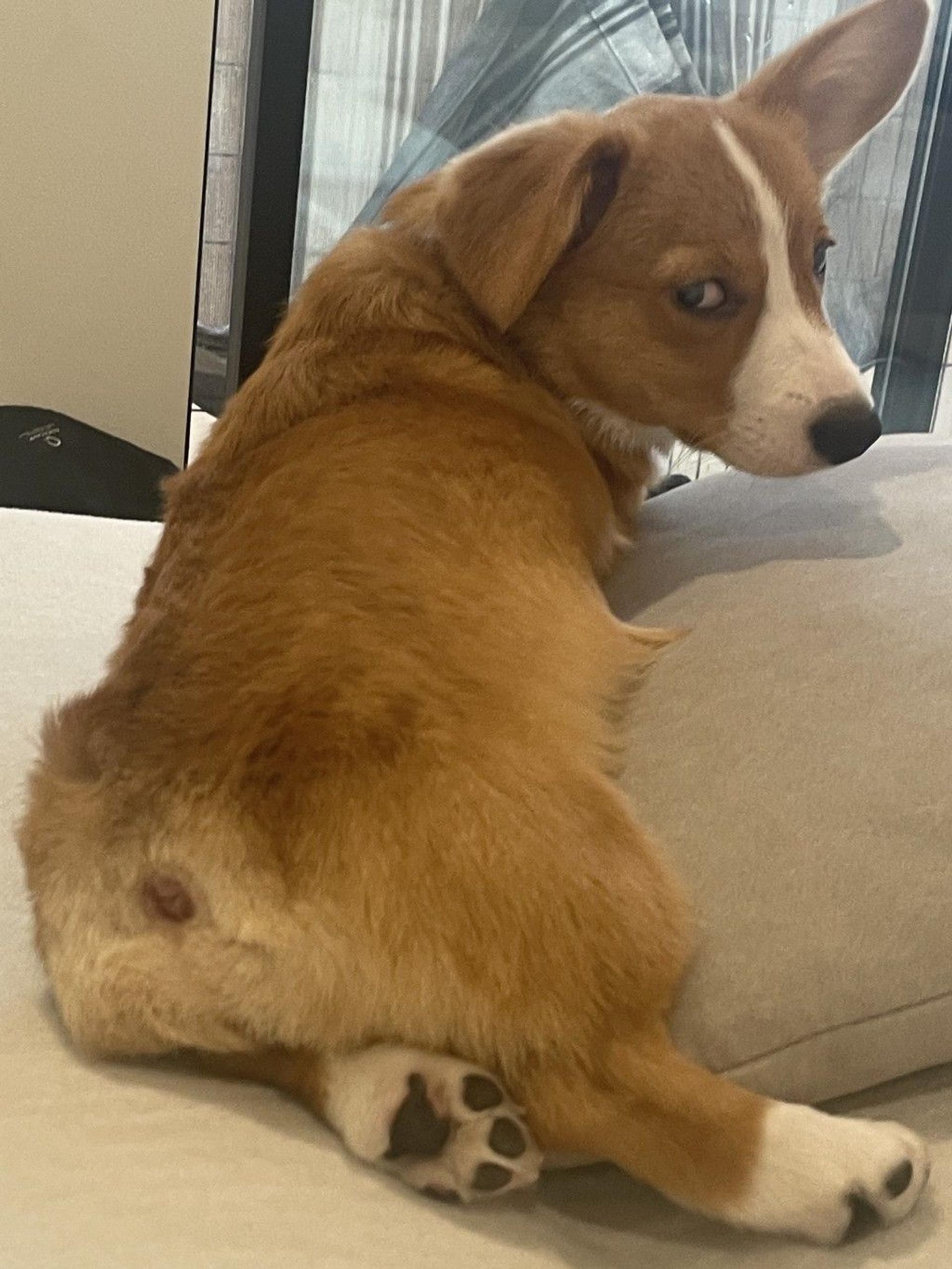 pet-image-4