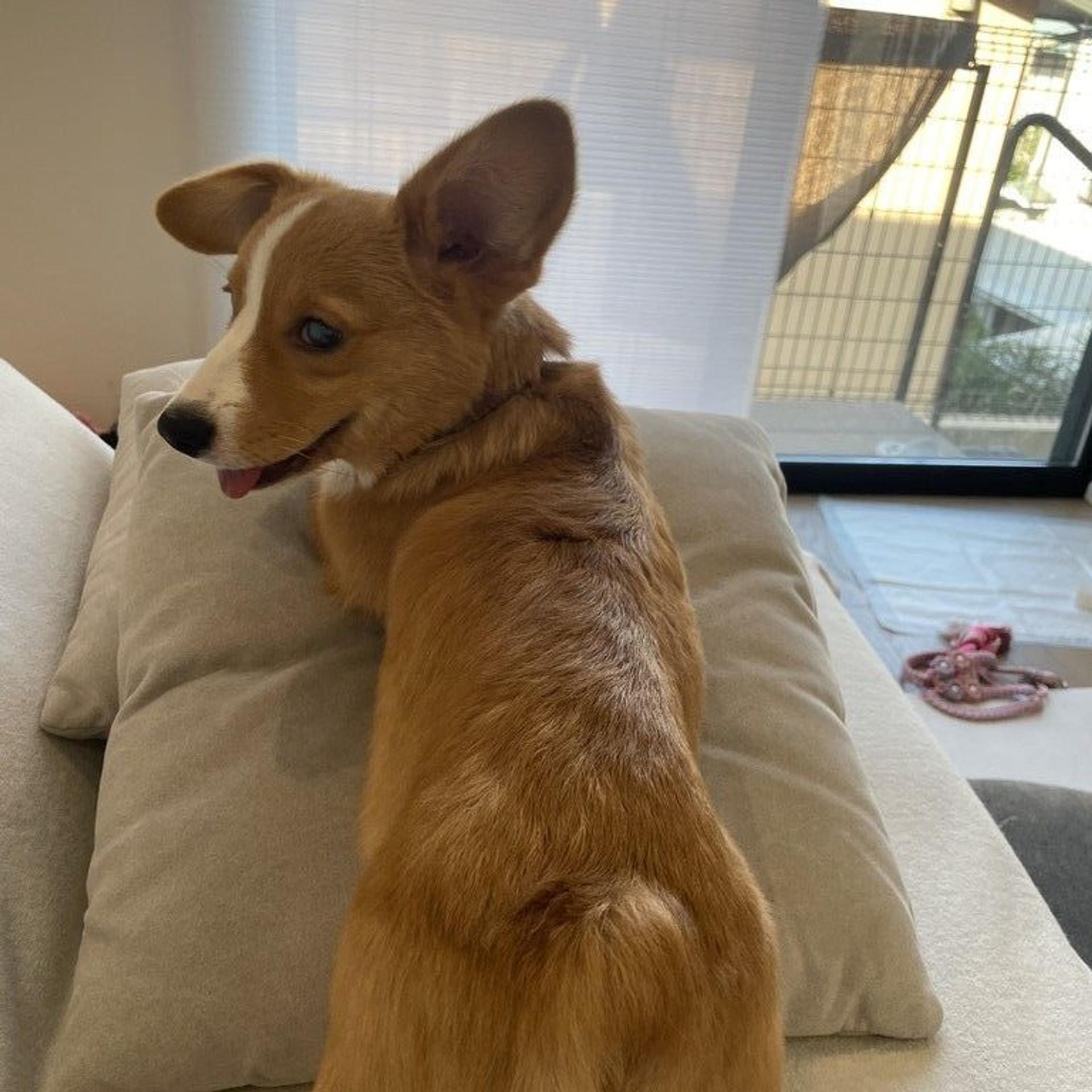 pet-image-6