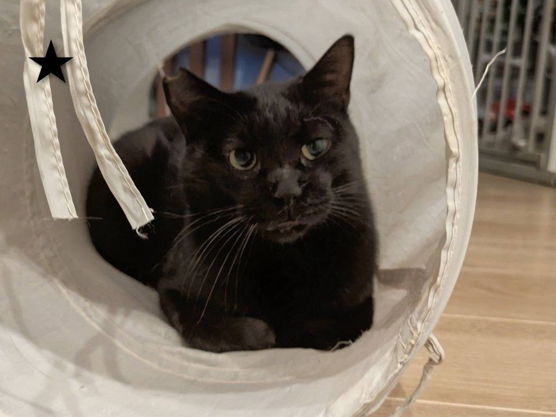 雑種（ミックス猫）・オスの里親募集の写真