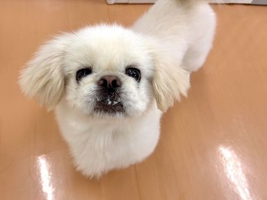 いけだの写真