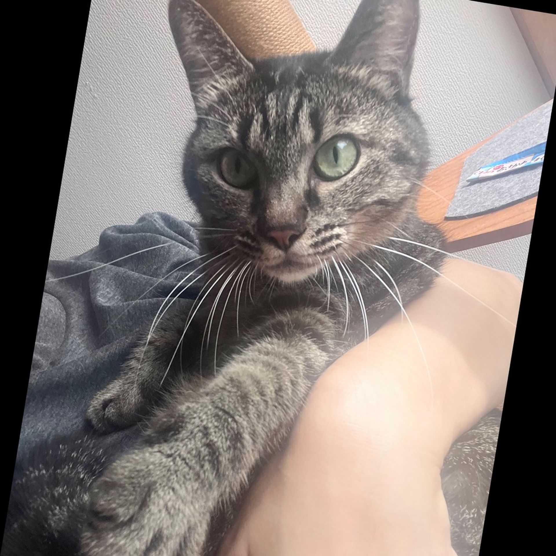 雑種（ミックス猫）・メスの里親募集の写真