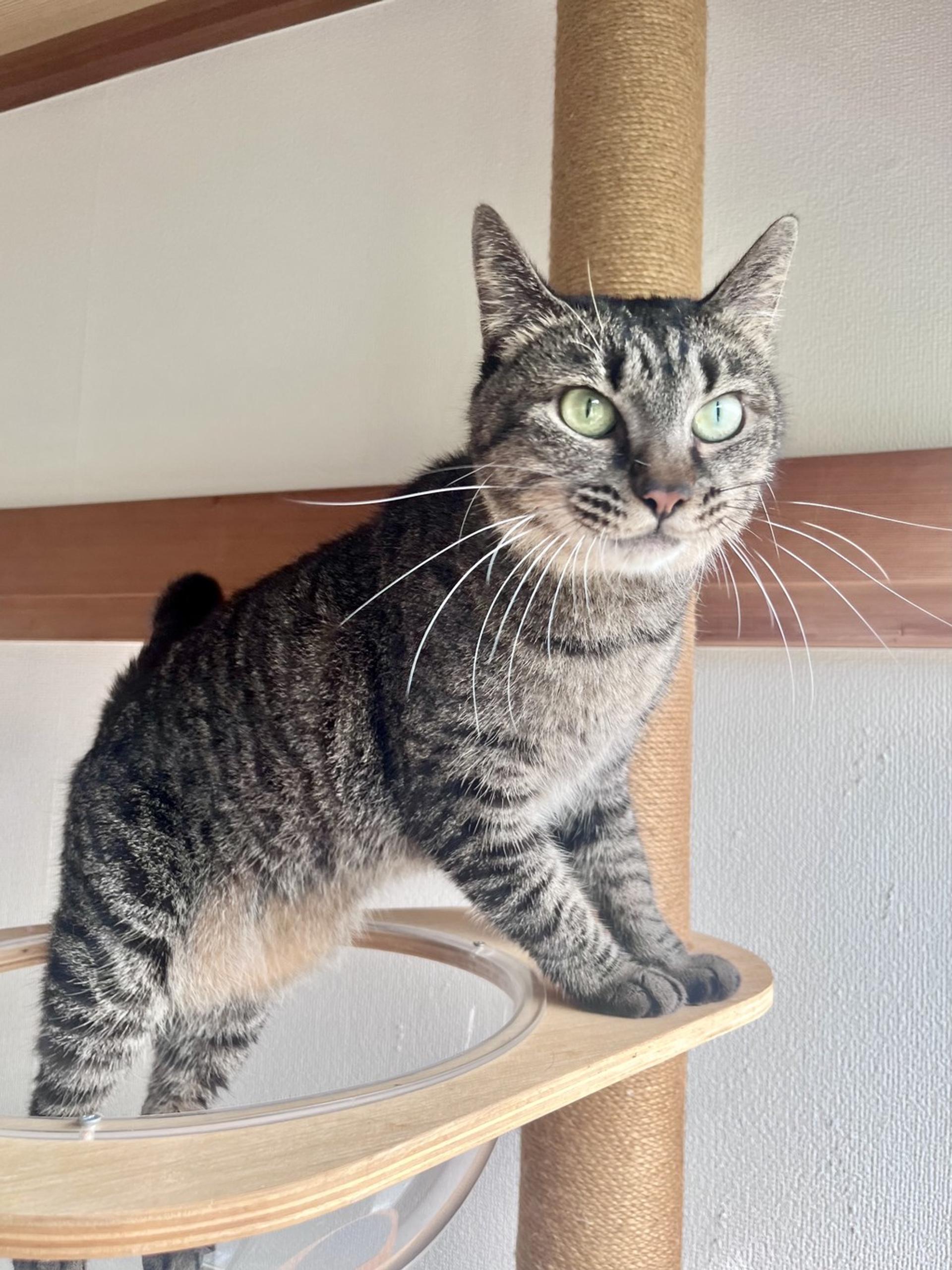 pet-image-4