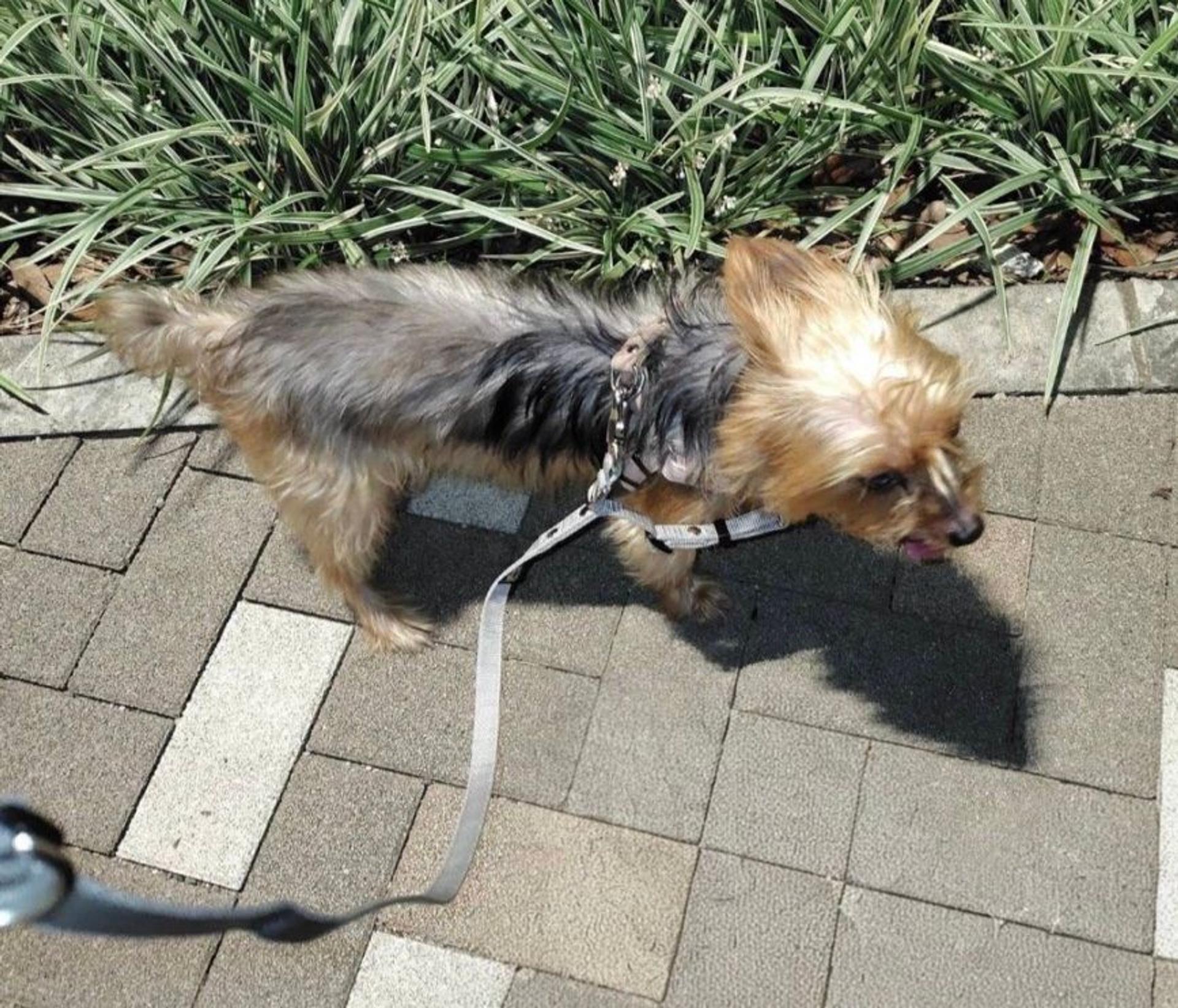 pet-image-3