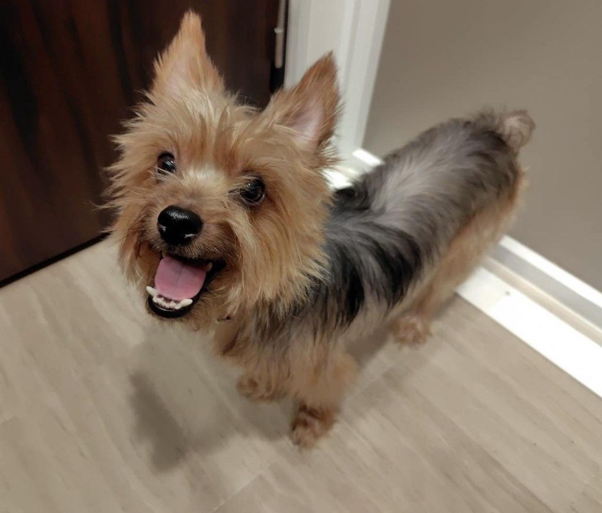 pet-image-5