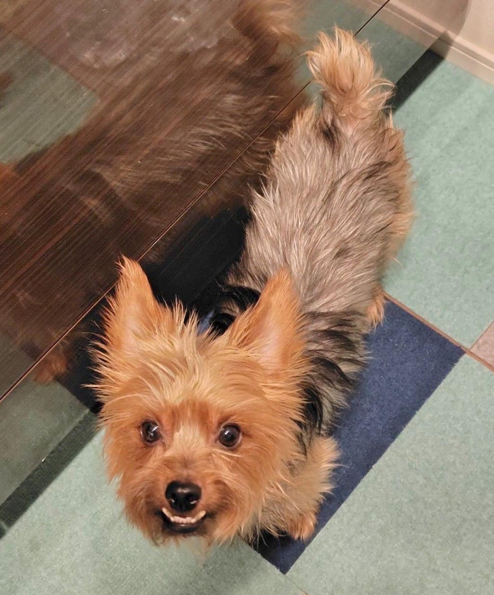 pet-image-6