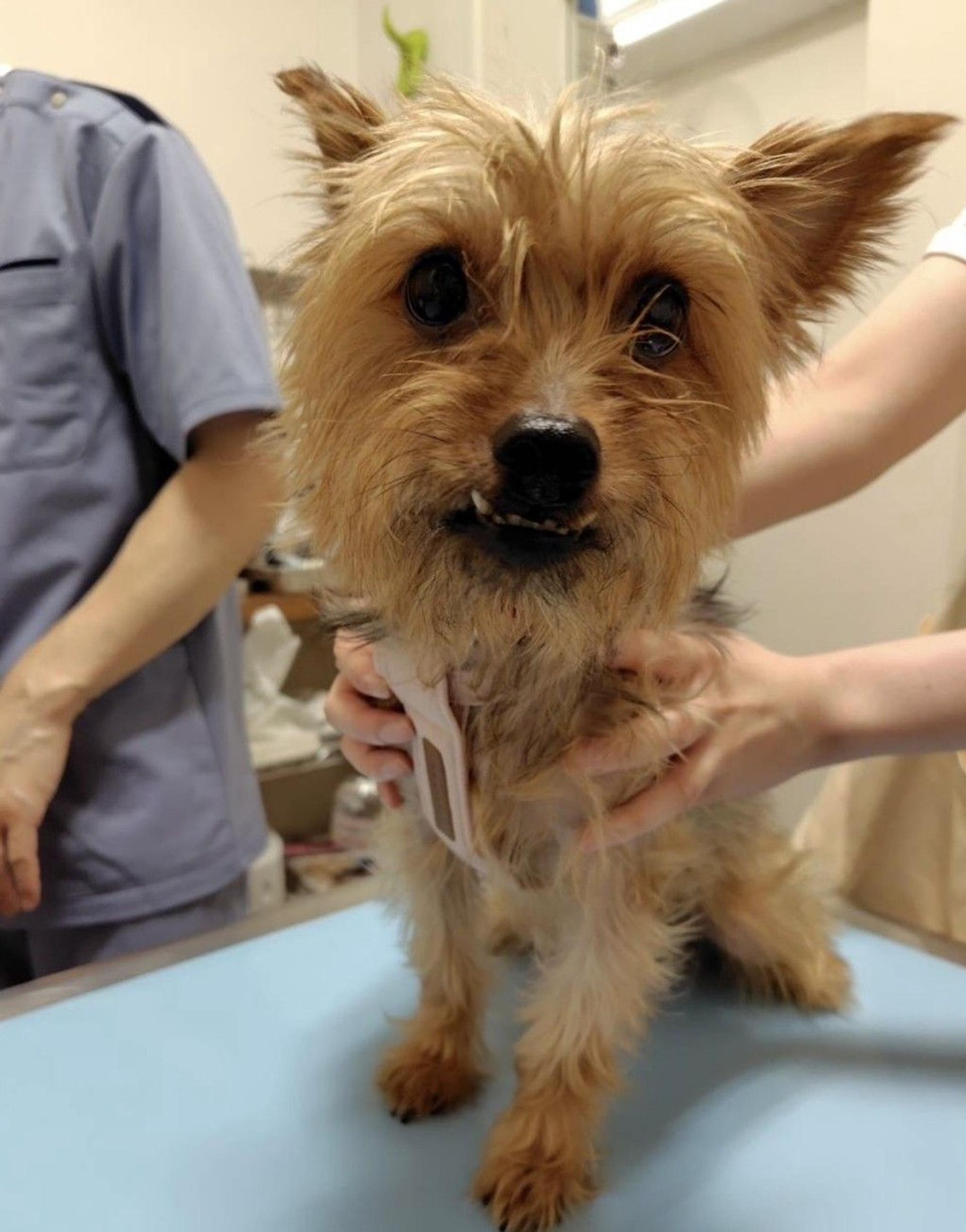 pet-image-7