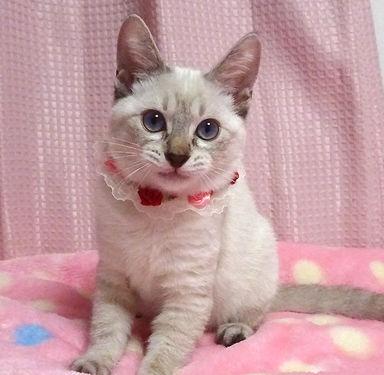 アリスちゃんの写真