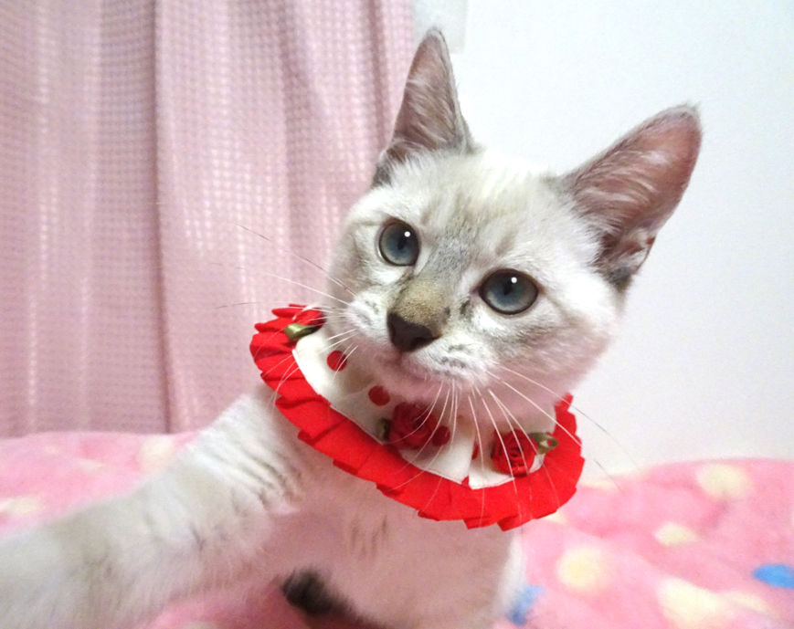 美形♪青い目のシャム系♪アリスちゃん 3カ月半 | 雑種（ミックス猫