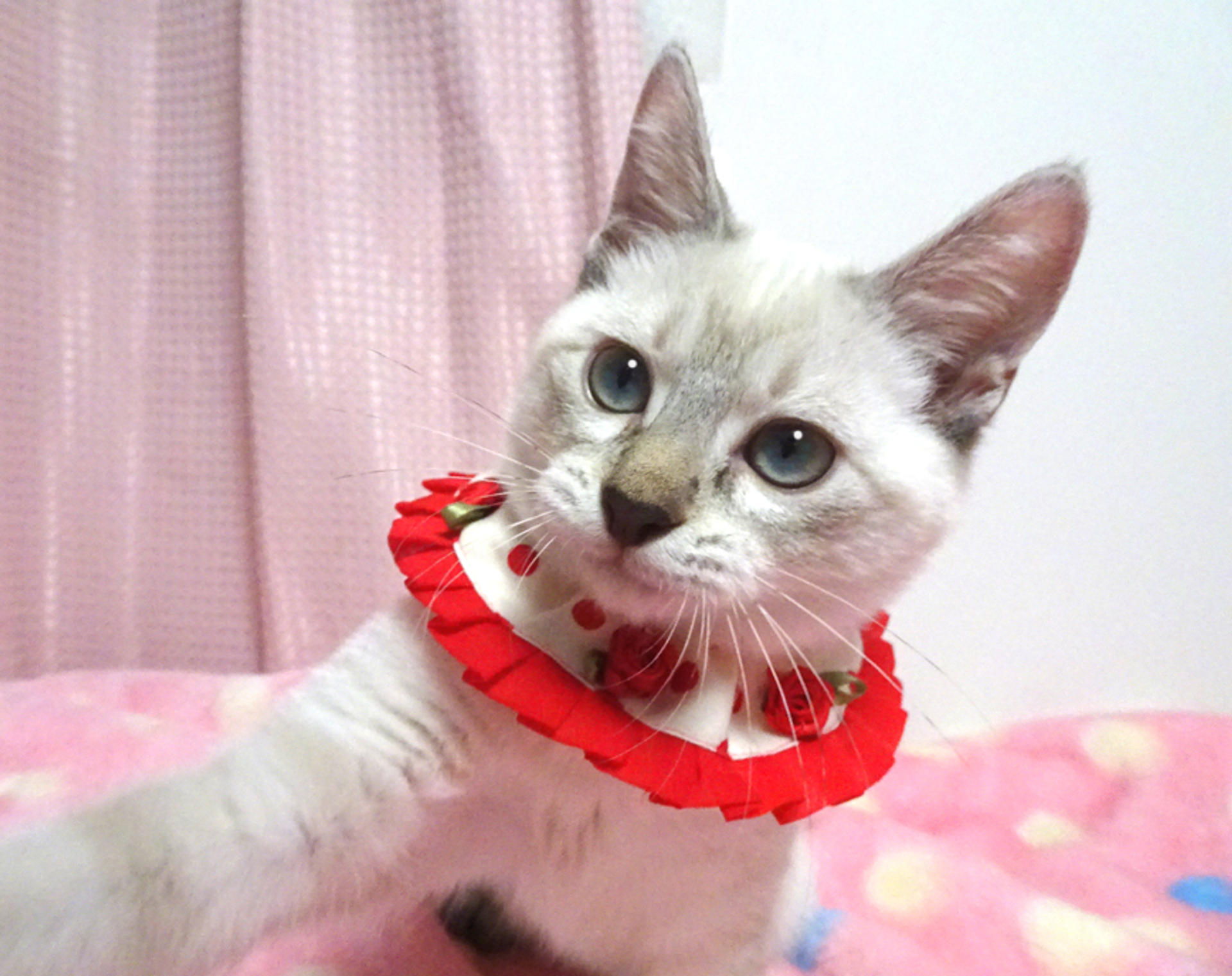 pet-image-4
