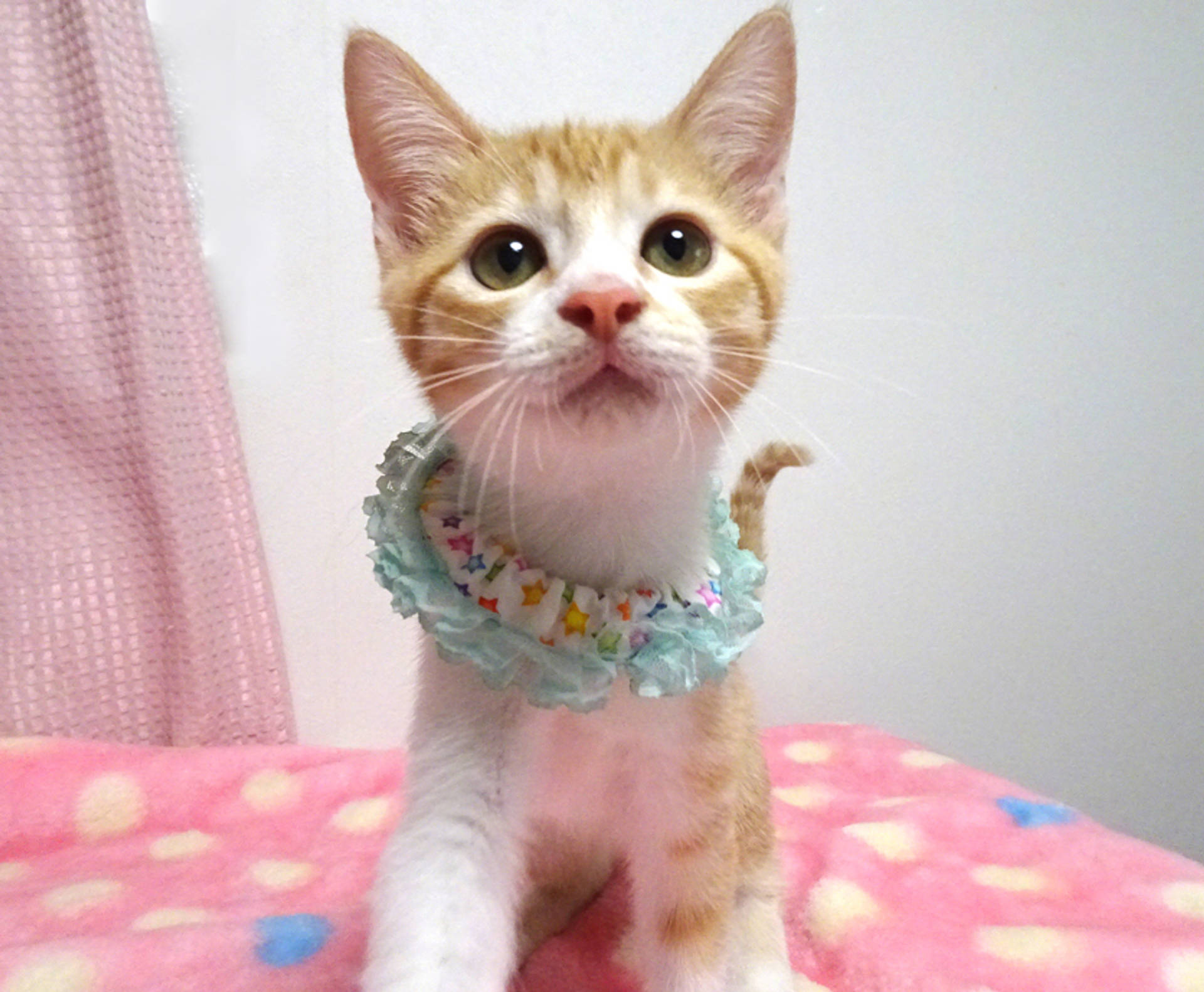 雑種（ミックス猫）・オスの里親募集の写真