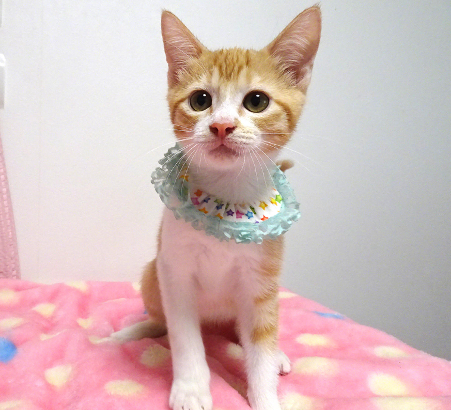 pet-image-2