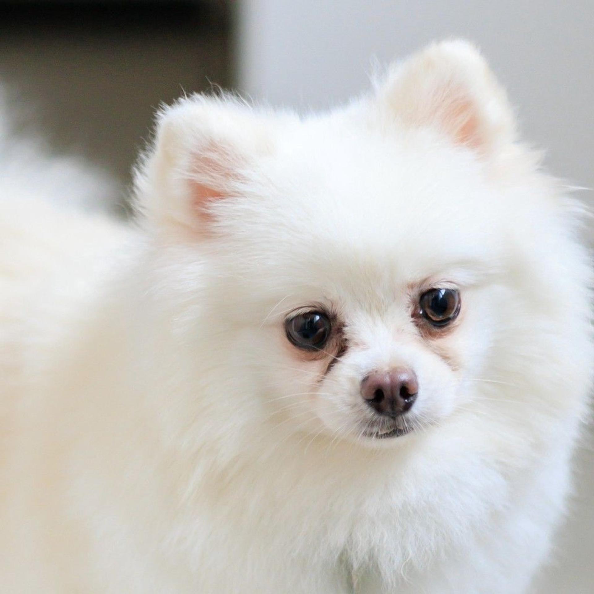 pet-image-4