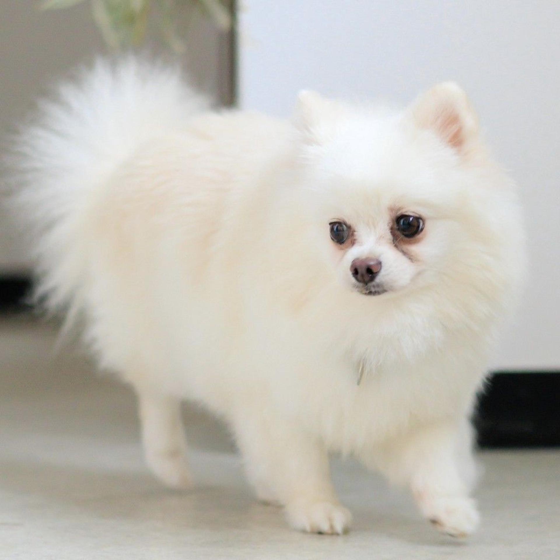 pet-image-6