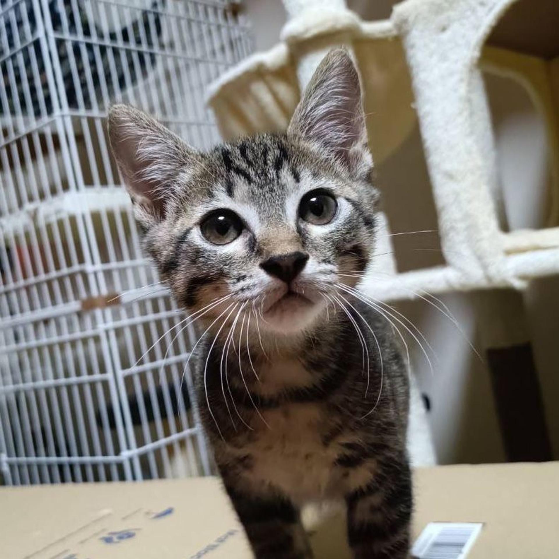 pet-image-2