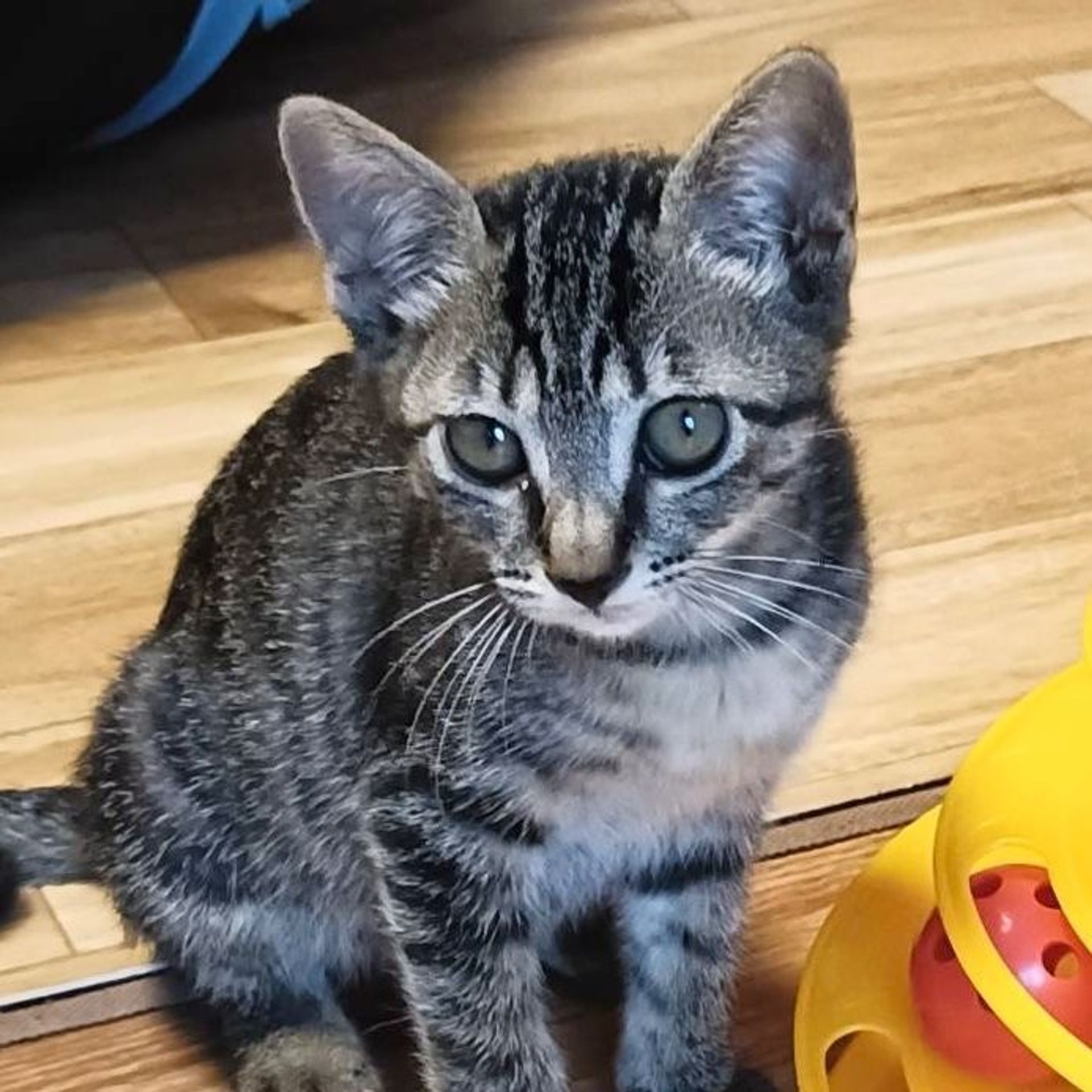 雑種（ミックス猫）・メスの里親募集の写真