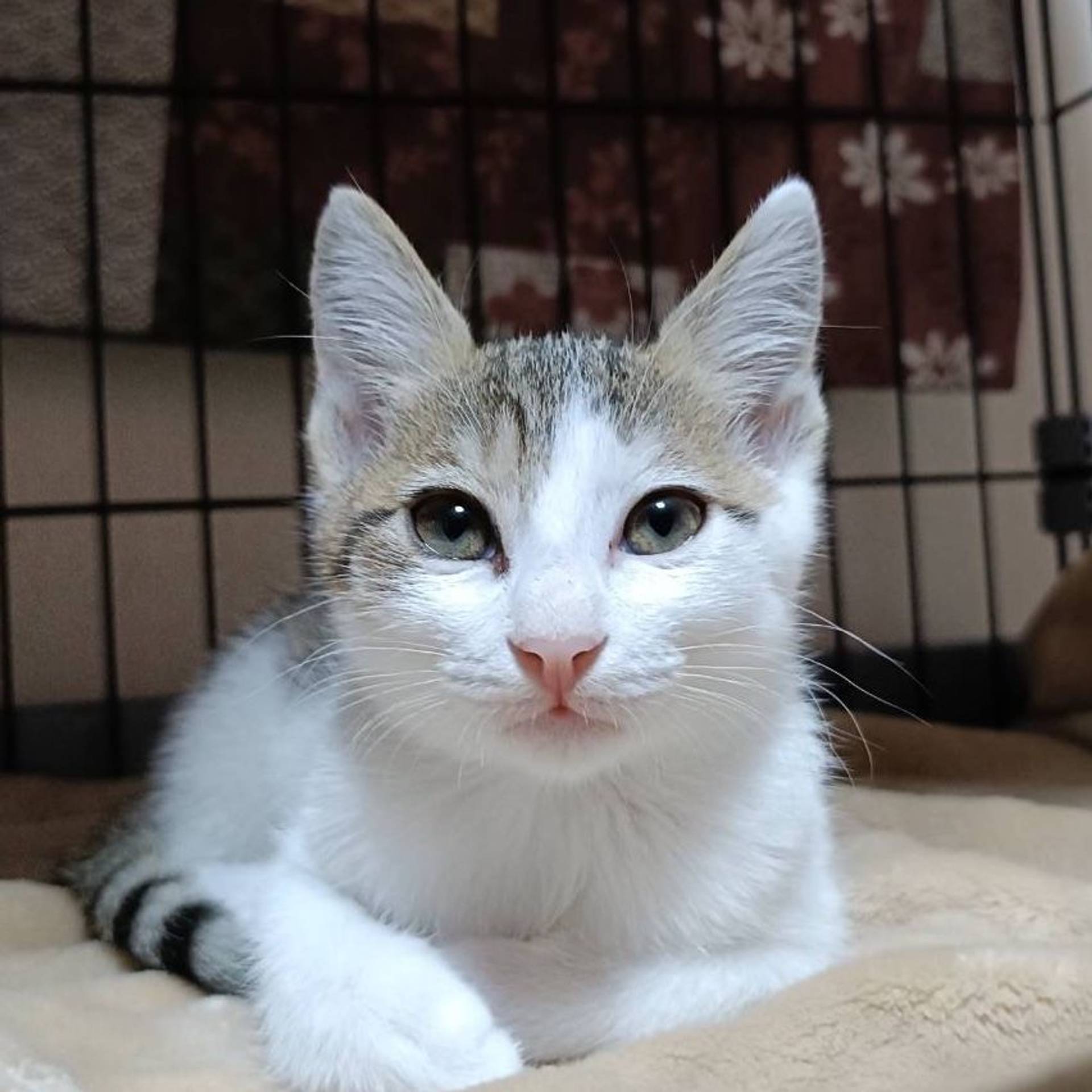 雑種（ミックス猫）・メスの里親募集の写真