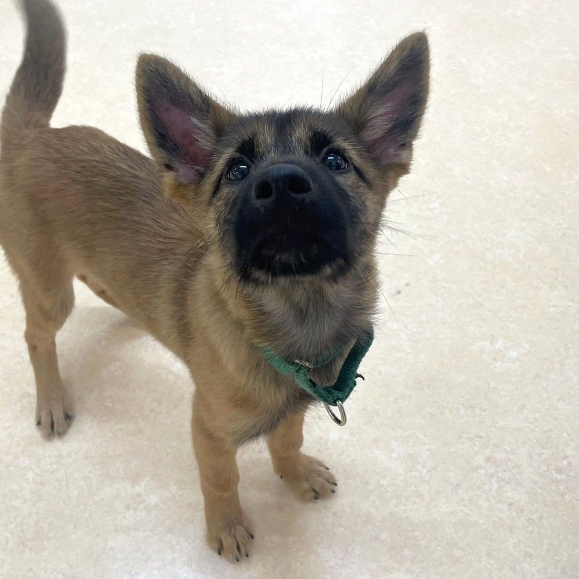 雑種（ミックス犬）・メスの里親募集の写真