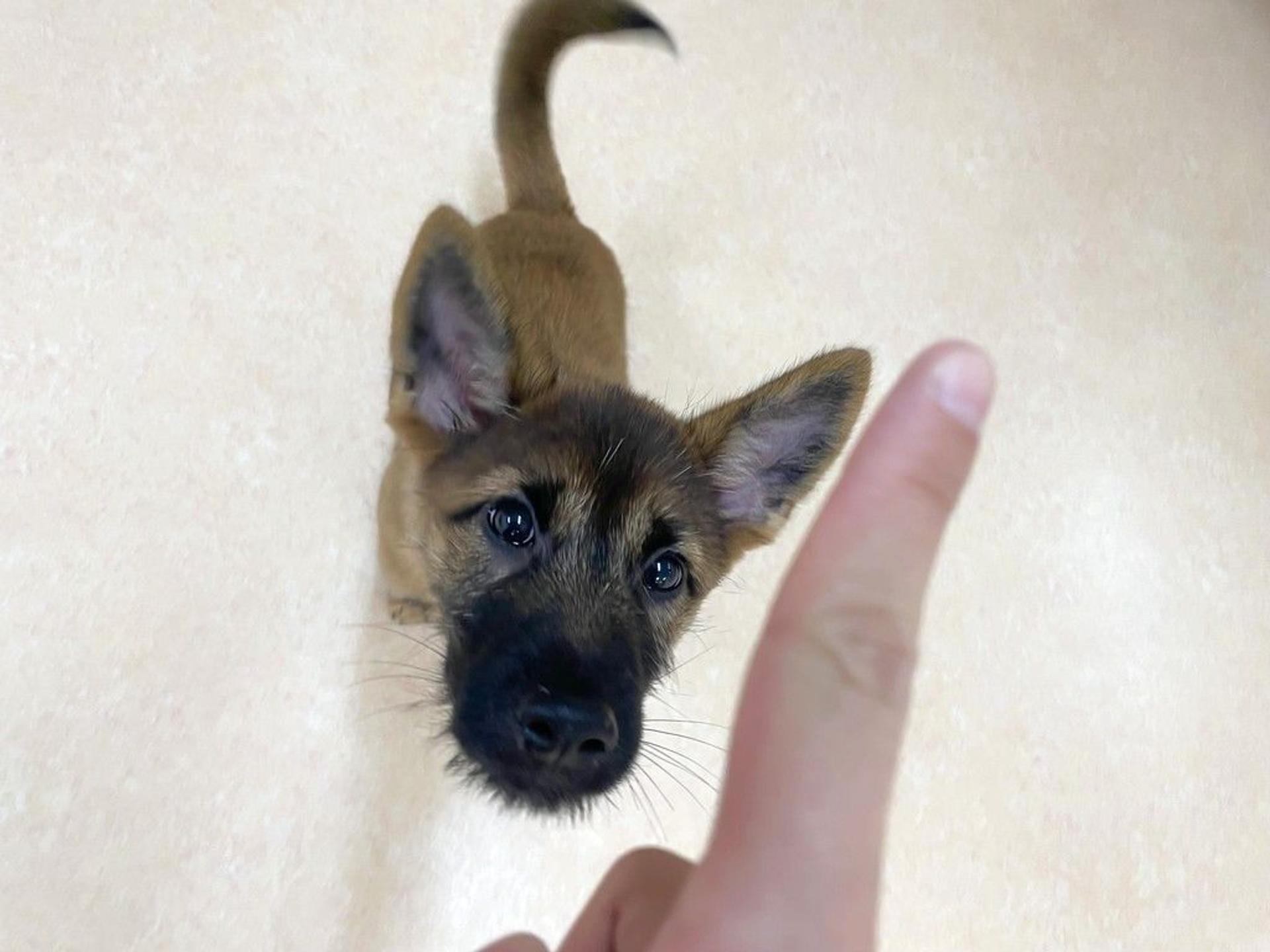 pet-image-2