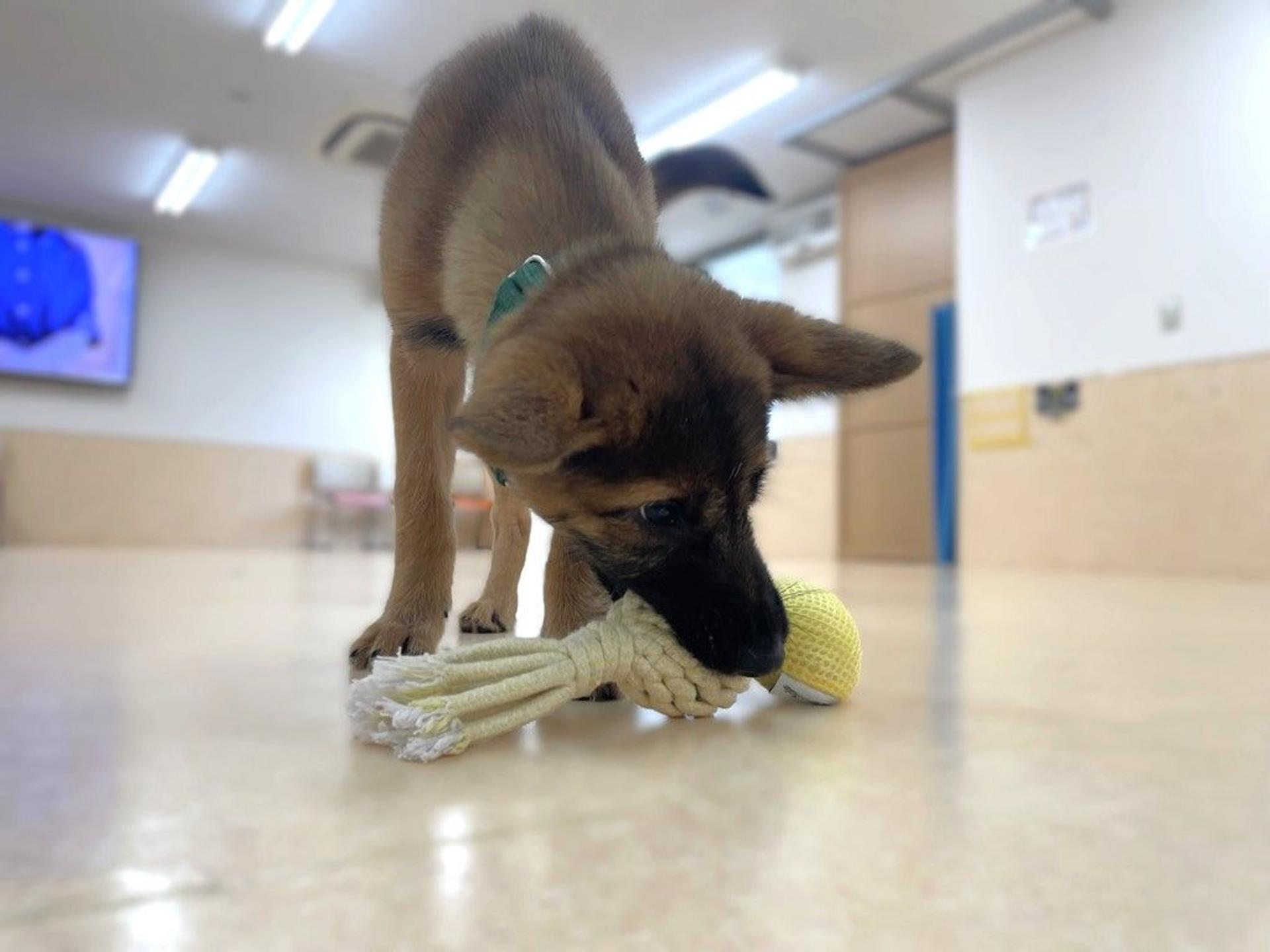 pet-image-3