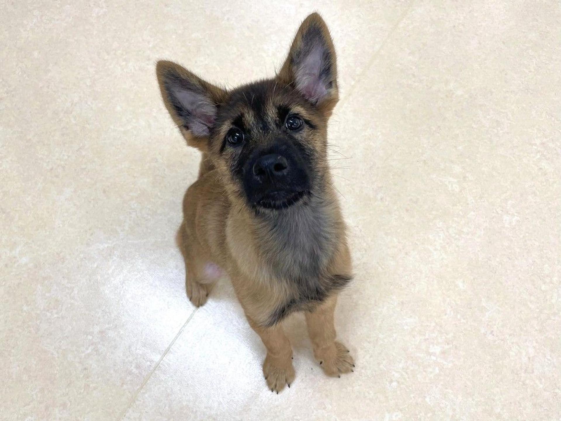 pet-image-4