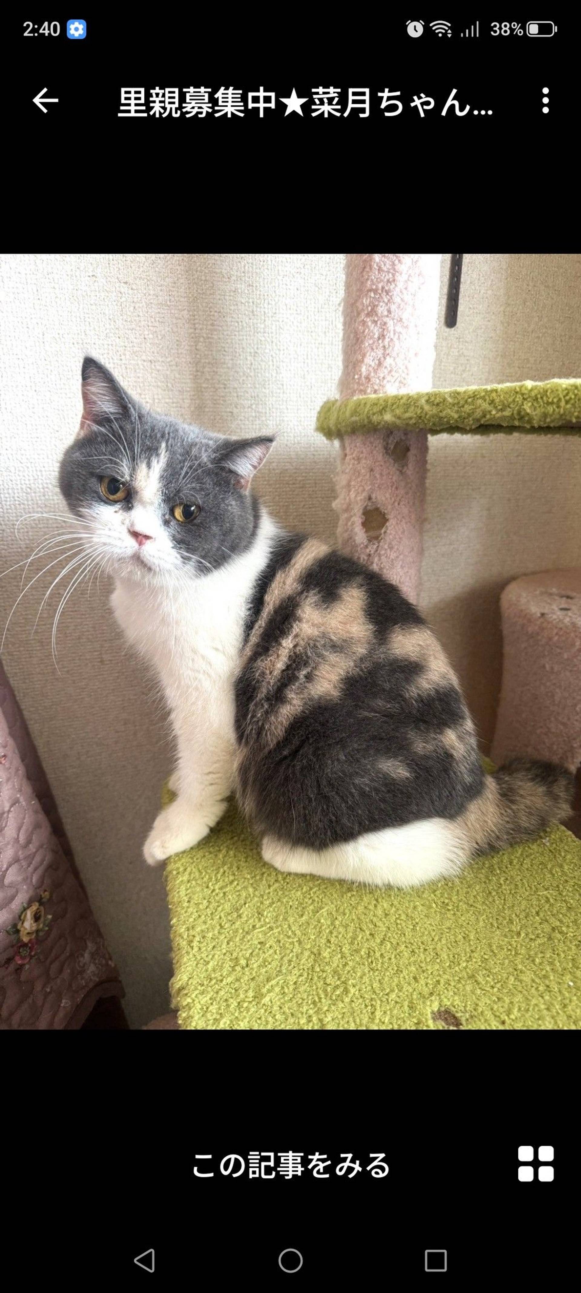 雑種（ミックス猫）・メスの里親募集の写真