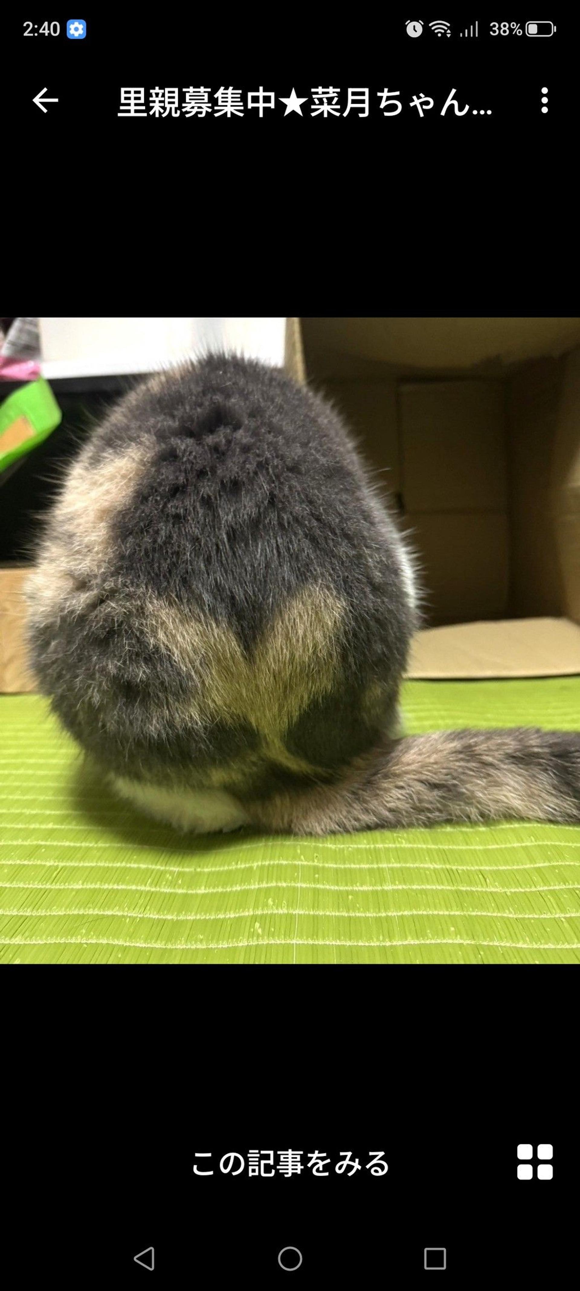 pet-image-4