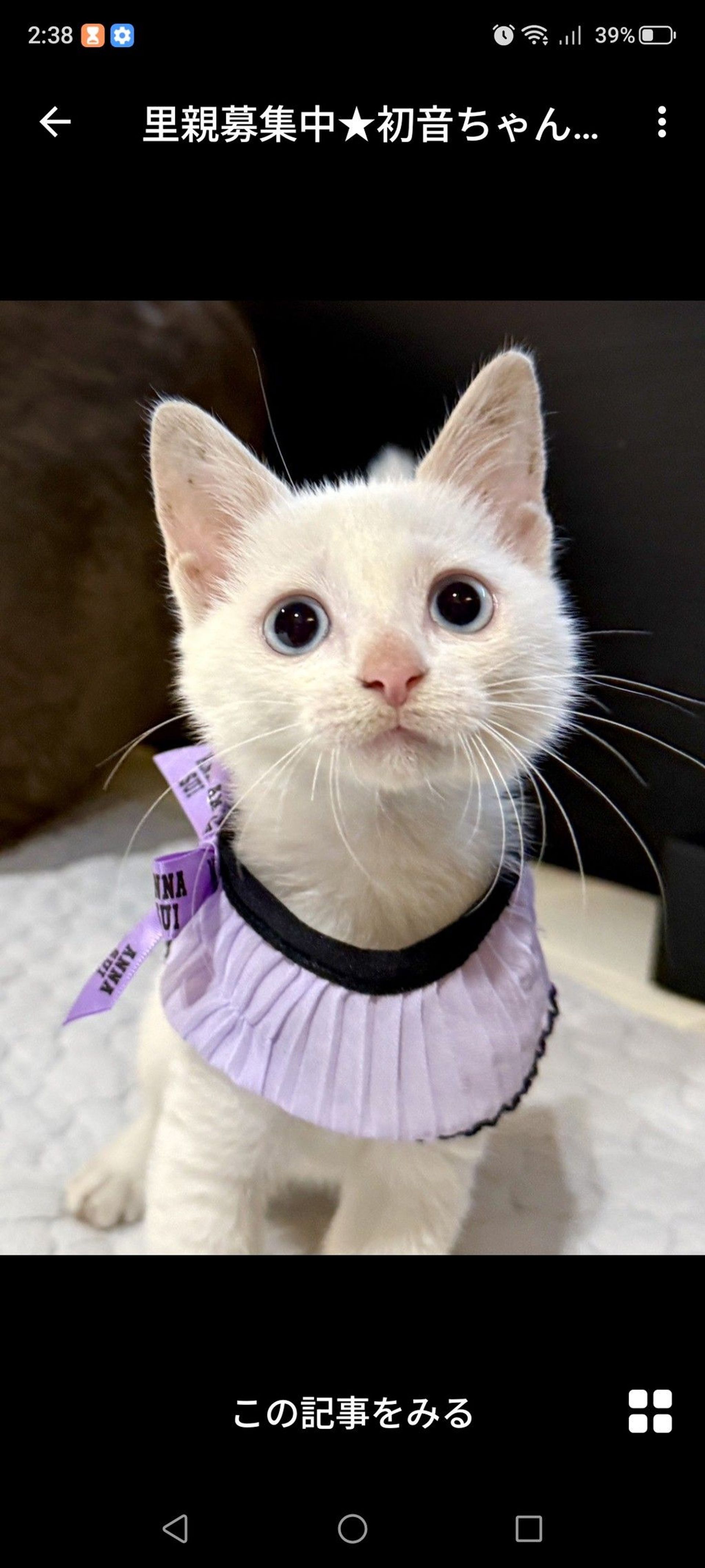 雑種（ミックス猫）・メスの里親募集の写真