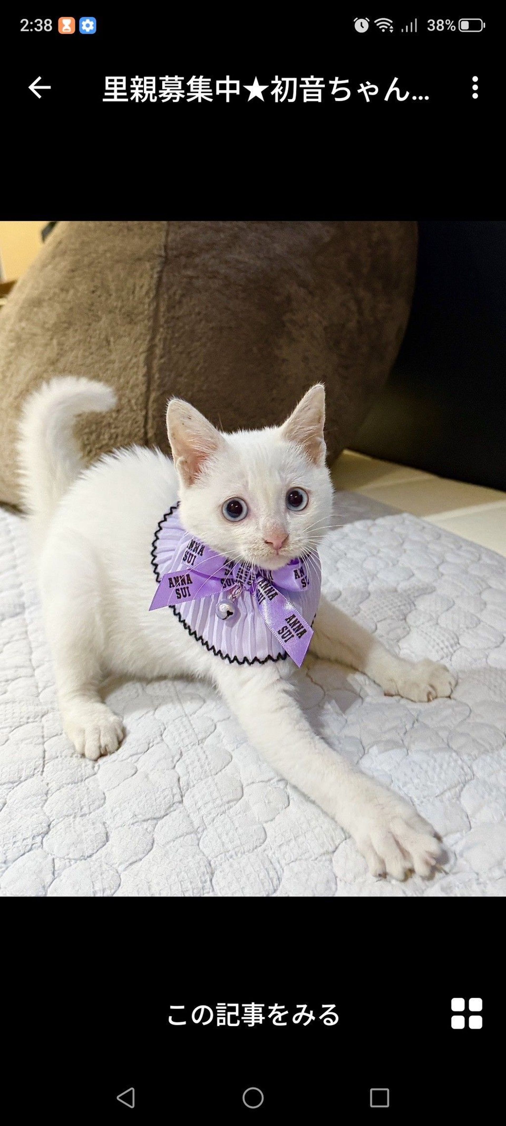 雑種（ミックス猫）・メスの里親募集の写真