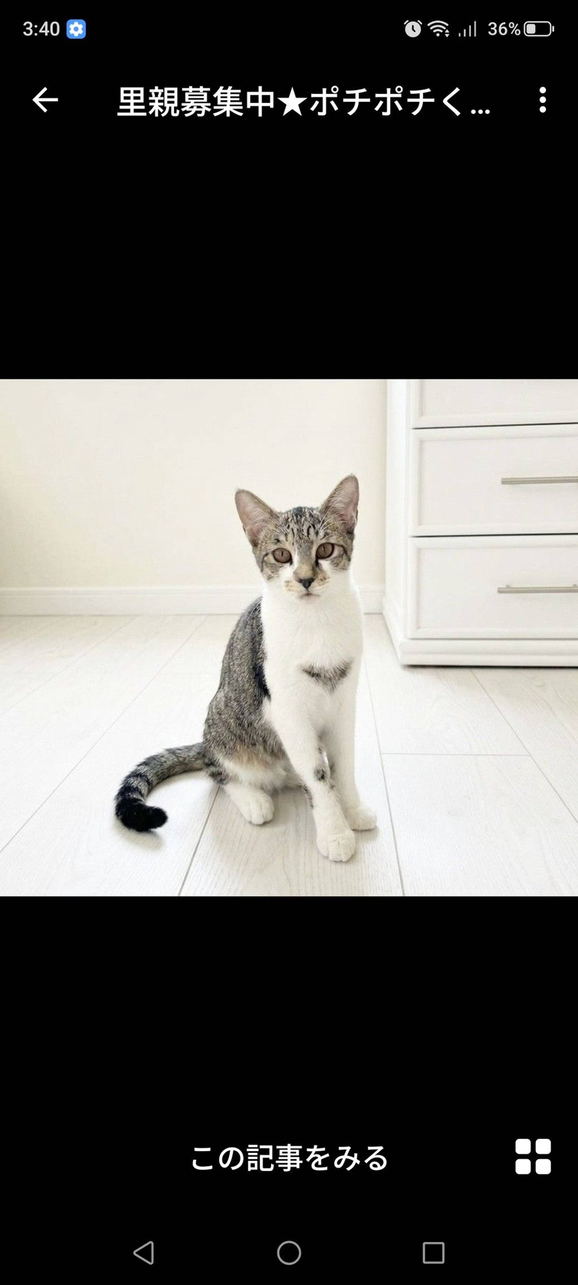 雑種（ミックス猫）・オスの里親募集の写真
