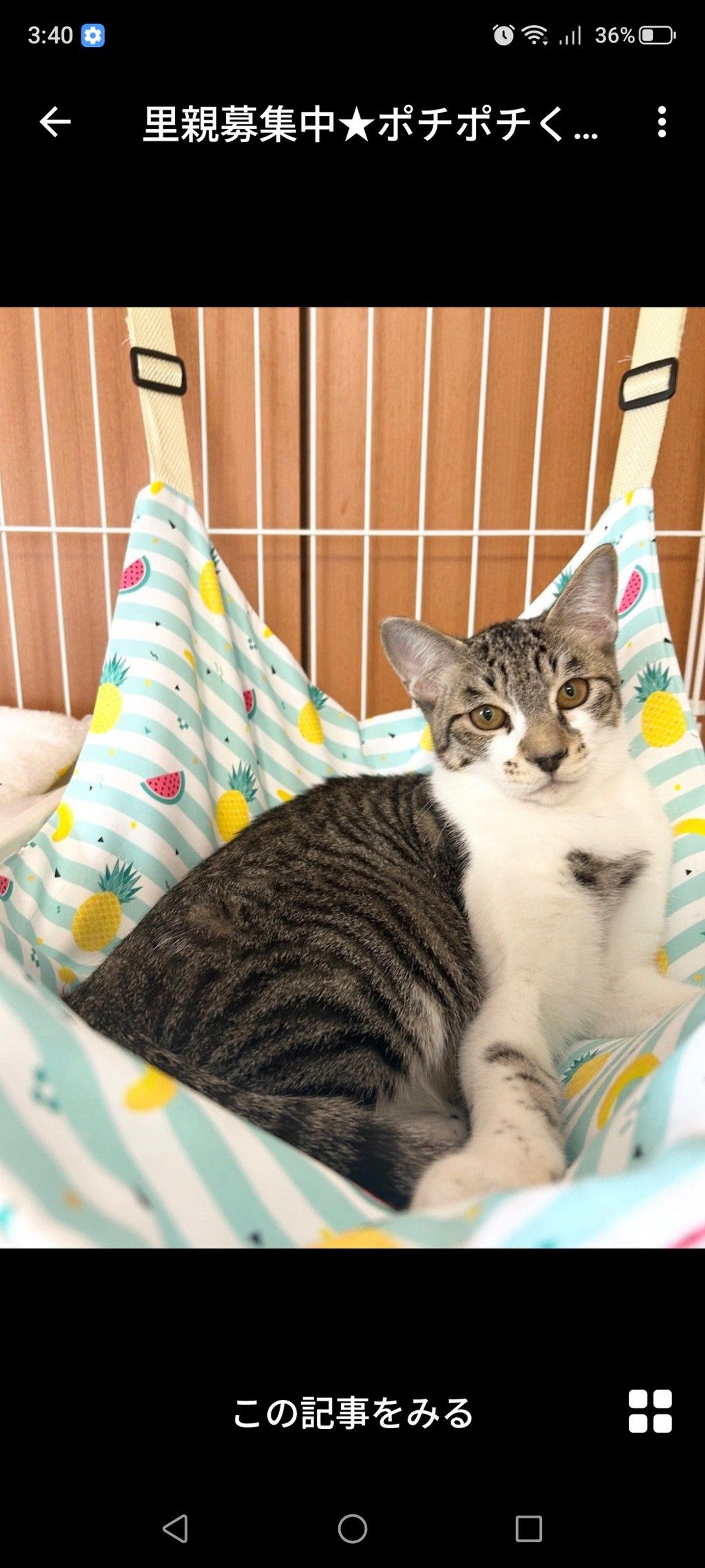 pet-image-2
