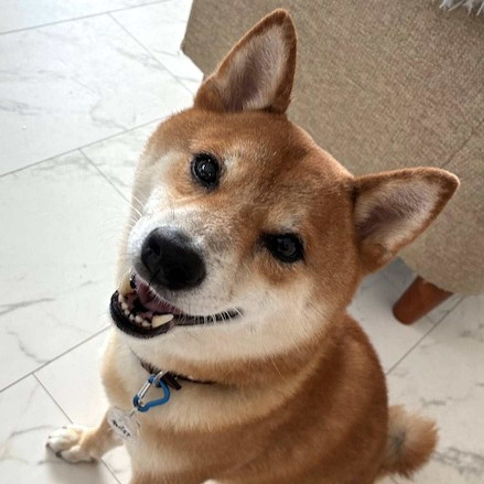 柴犬・オスの里親募集の写真