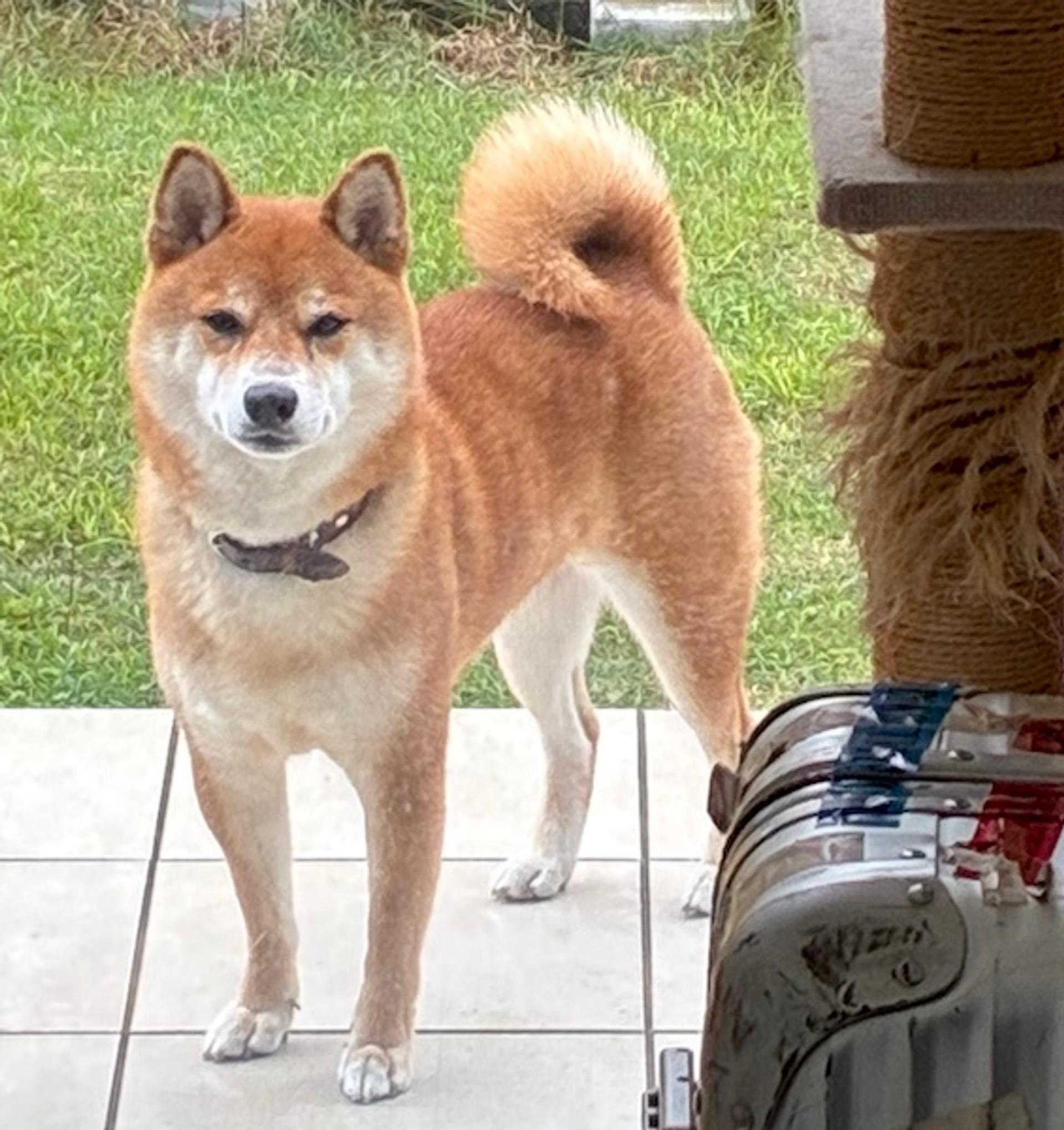 pet-image-2