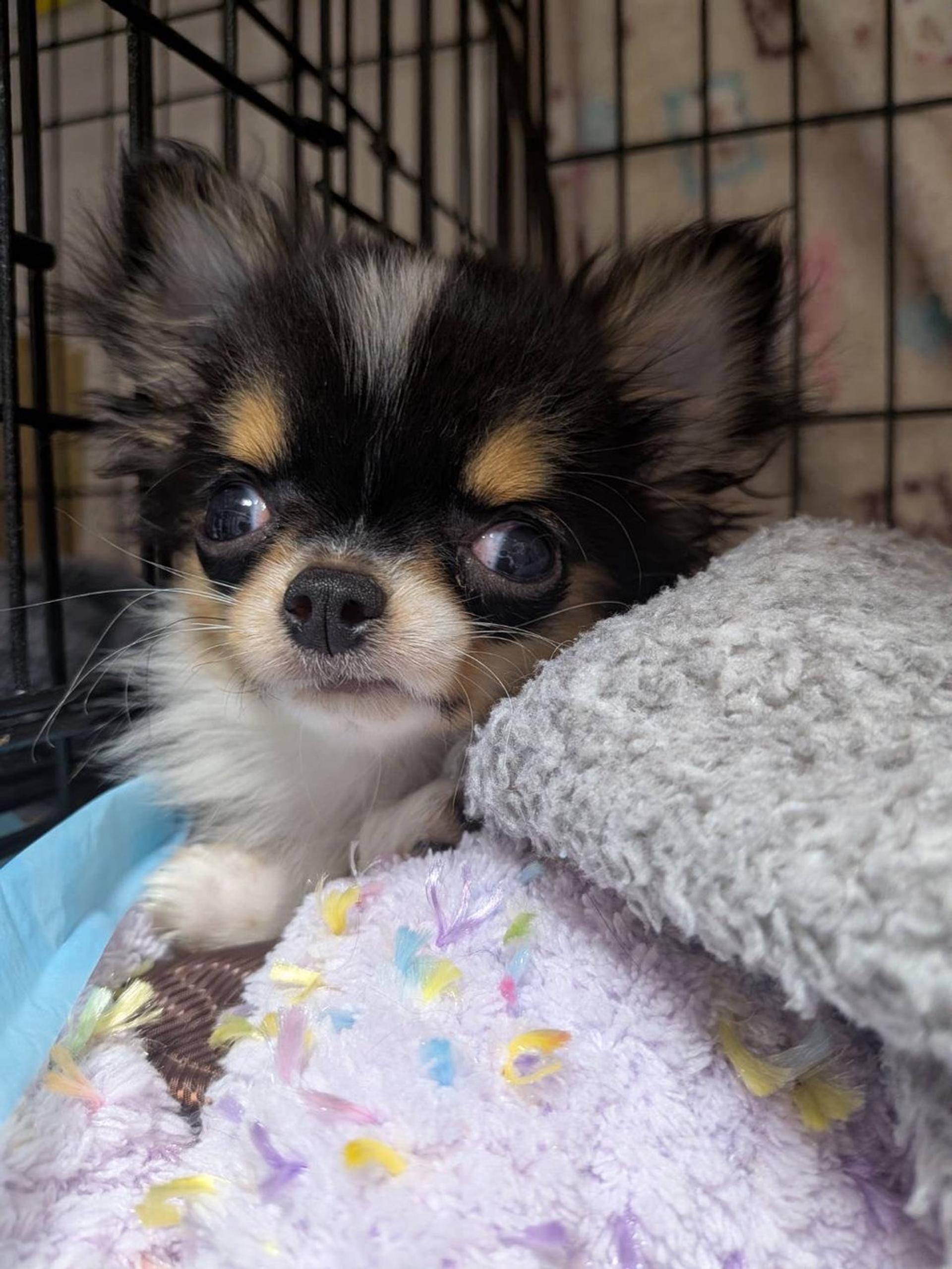 pet-image-2
