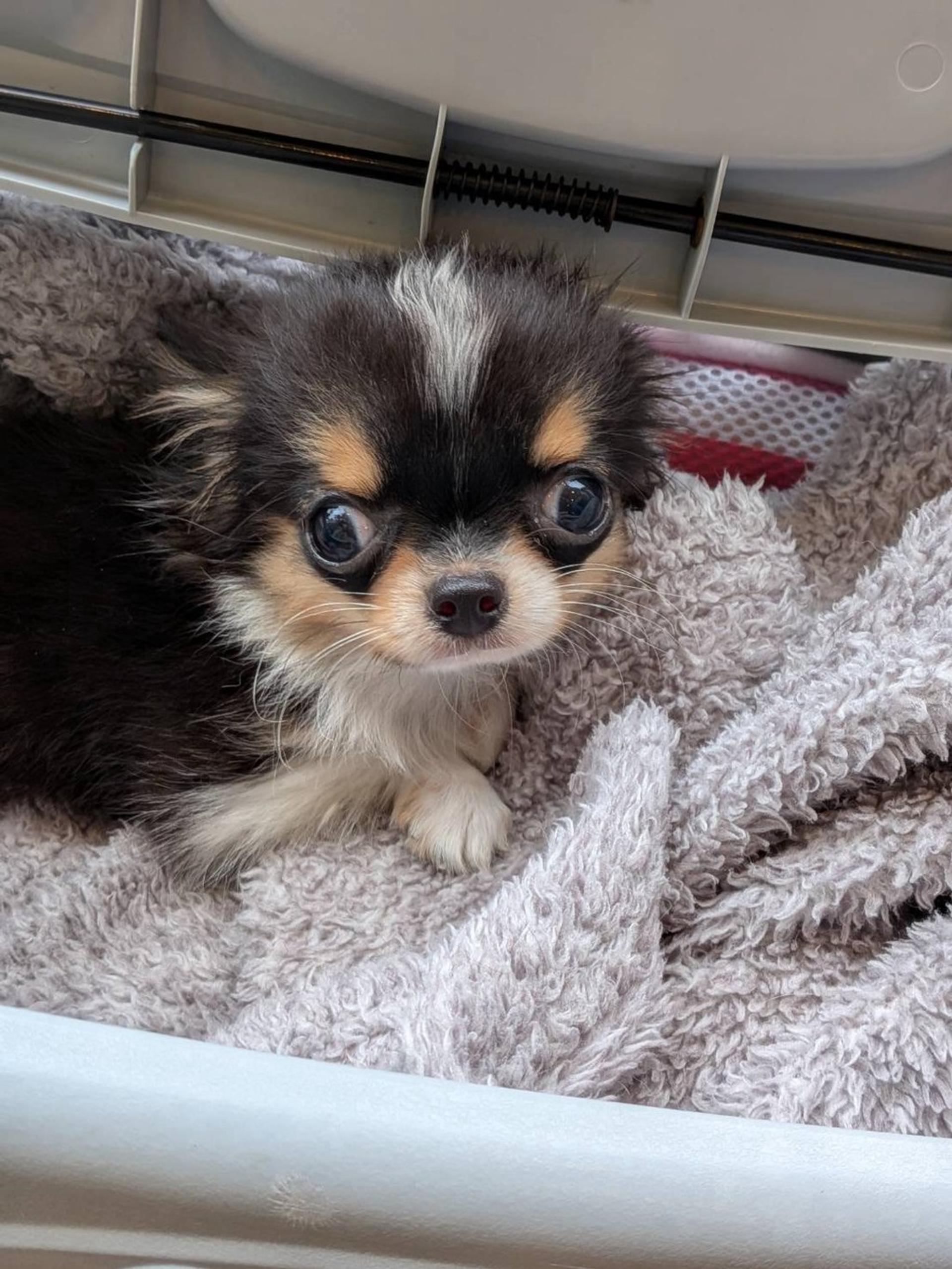 pet-image-3