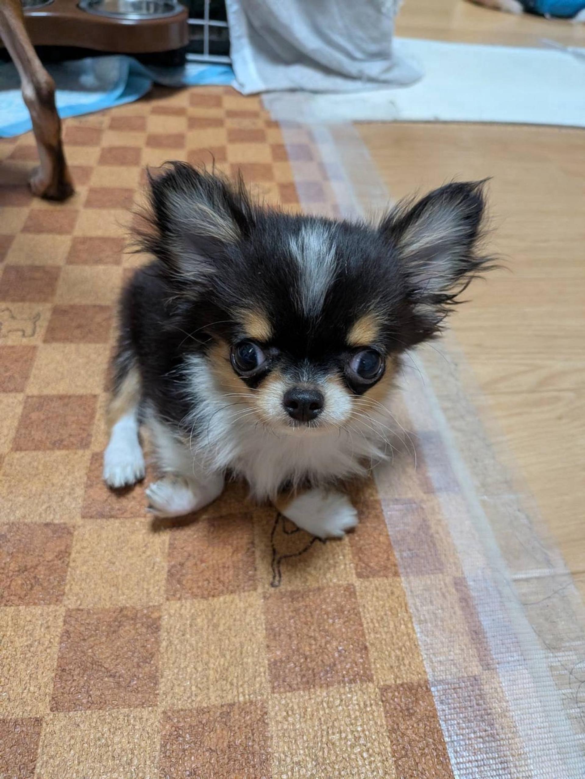 pet-image-4
