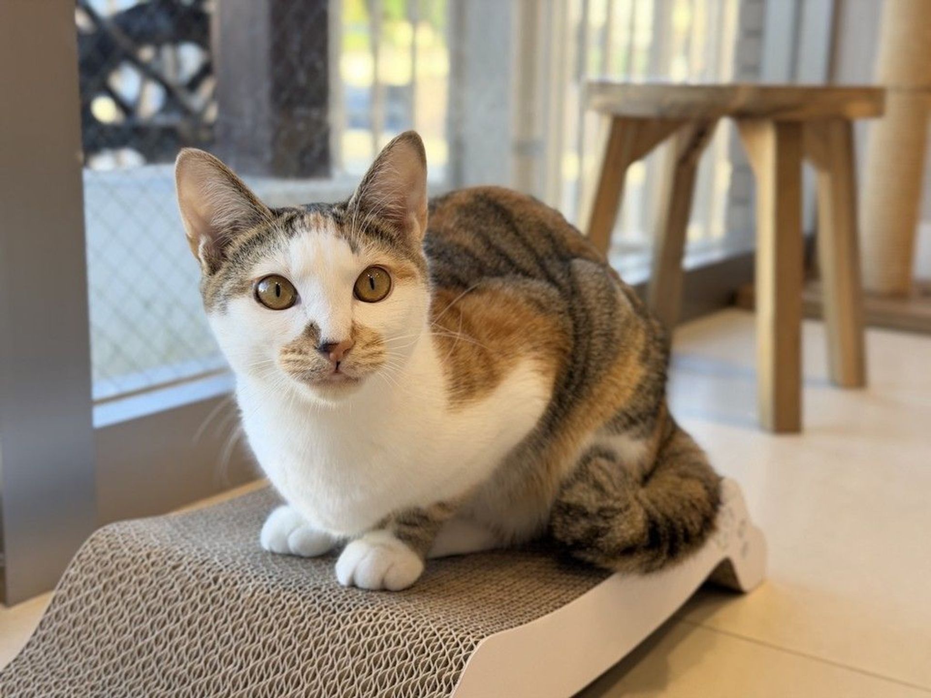 日本猫・メスの里親募集の写真