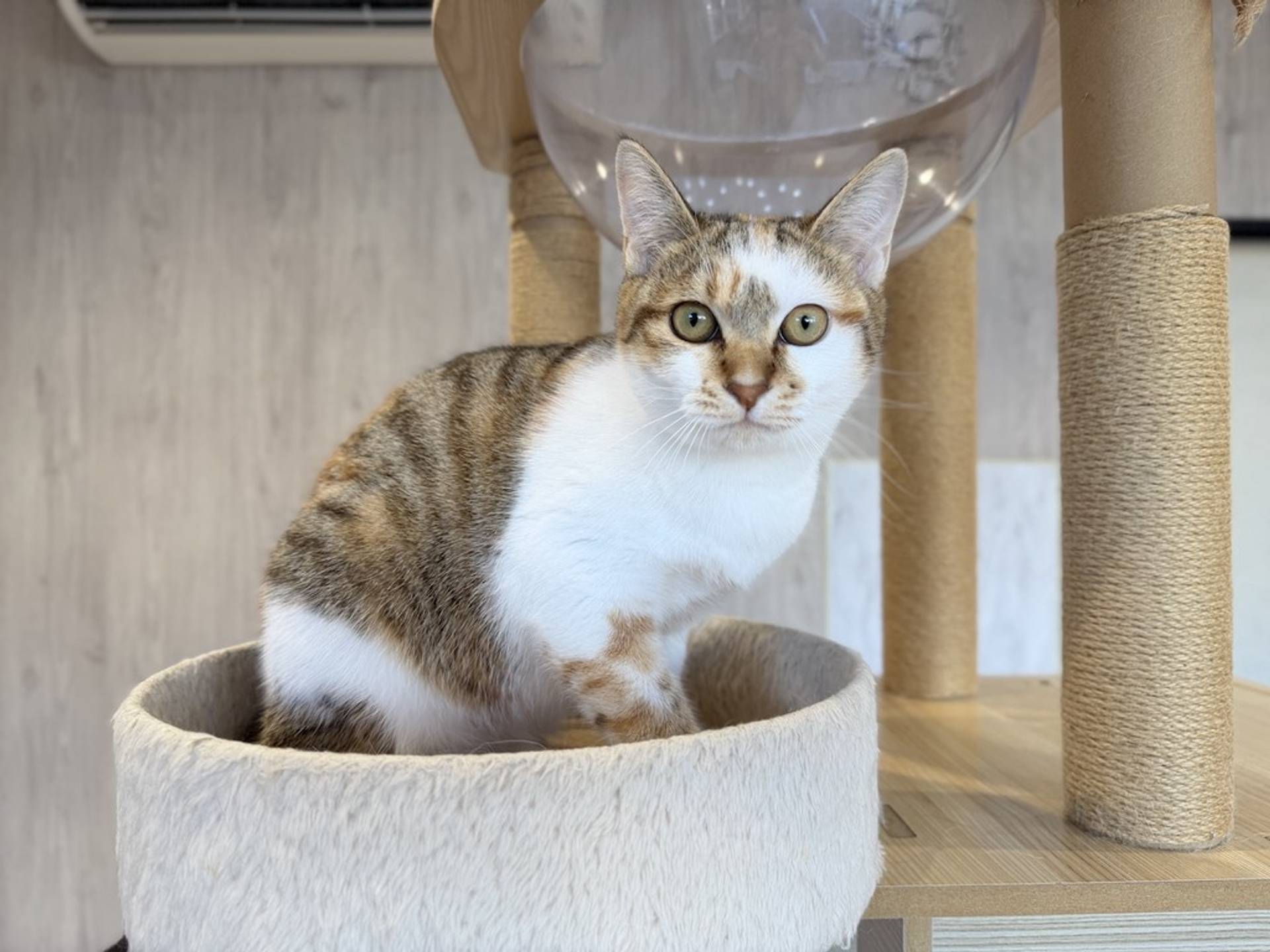 日本猫・メスの里親募集の写真
