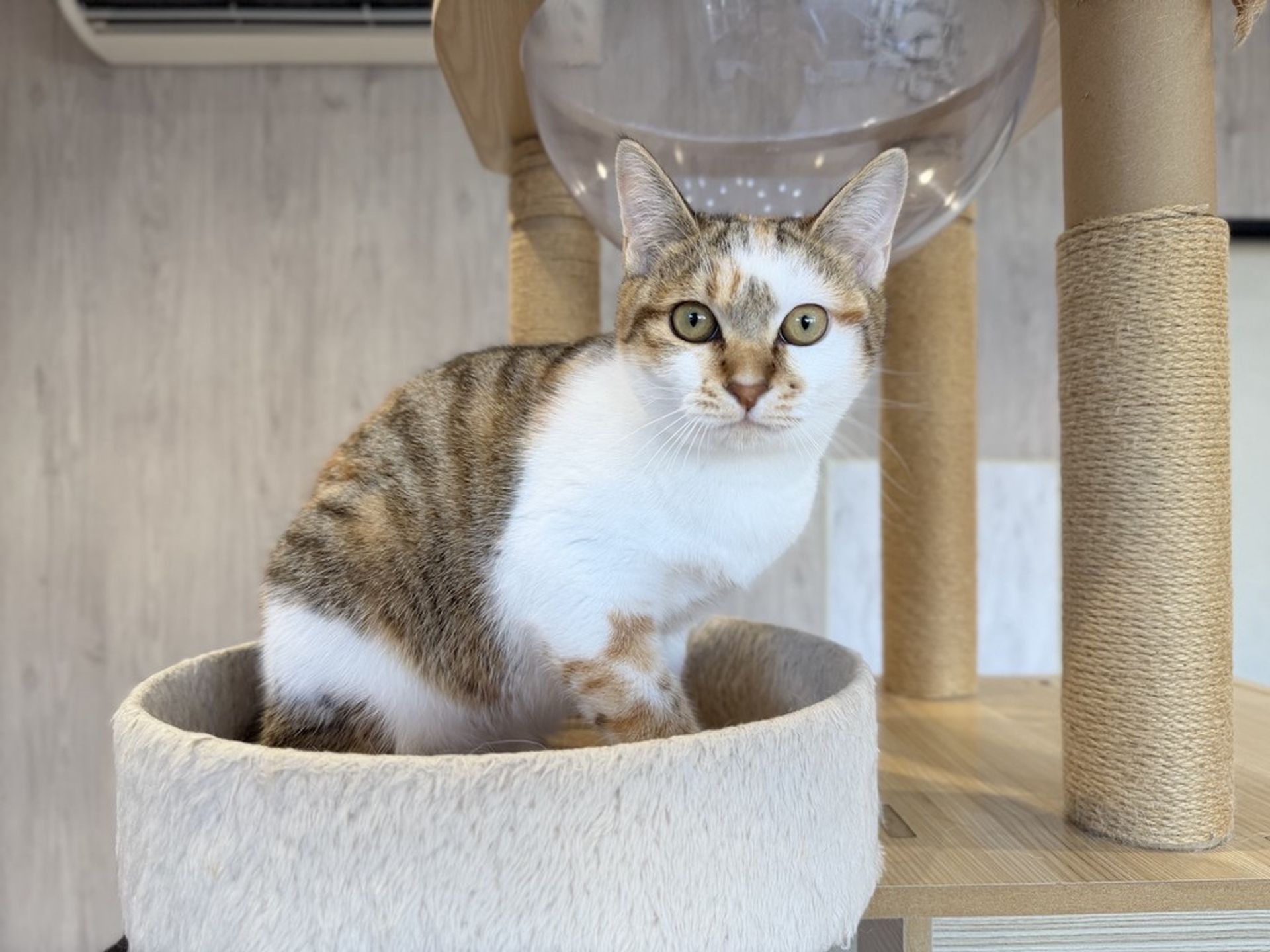日本猫・メスの里親募集の写真