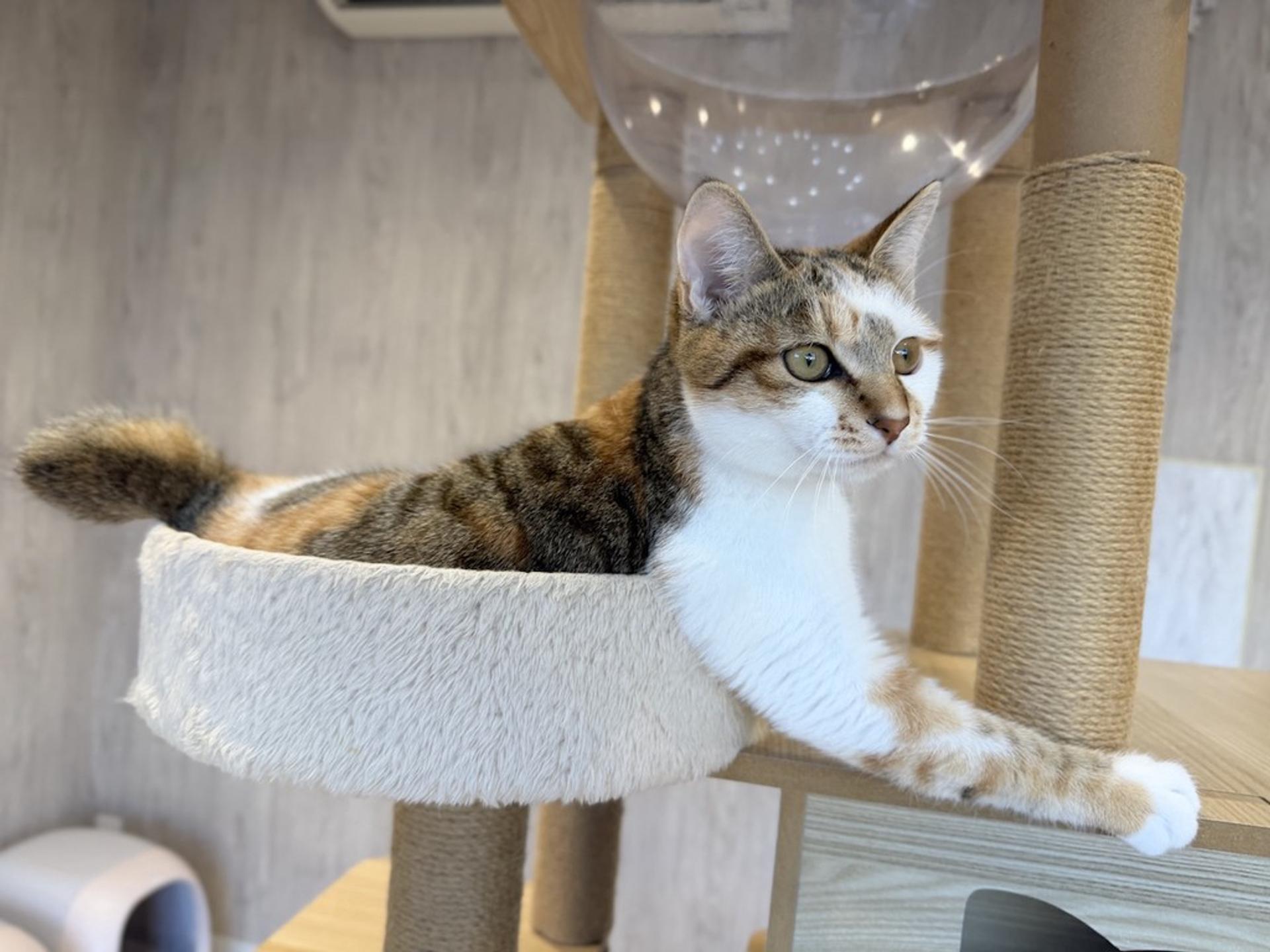 pet-image-5