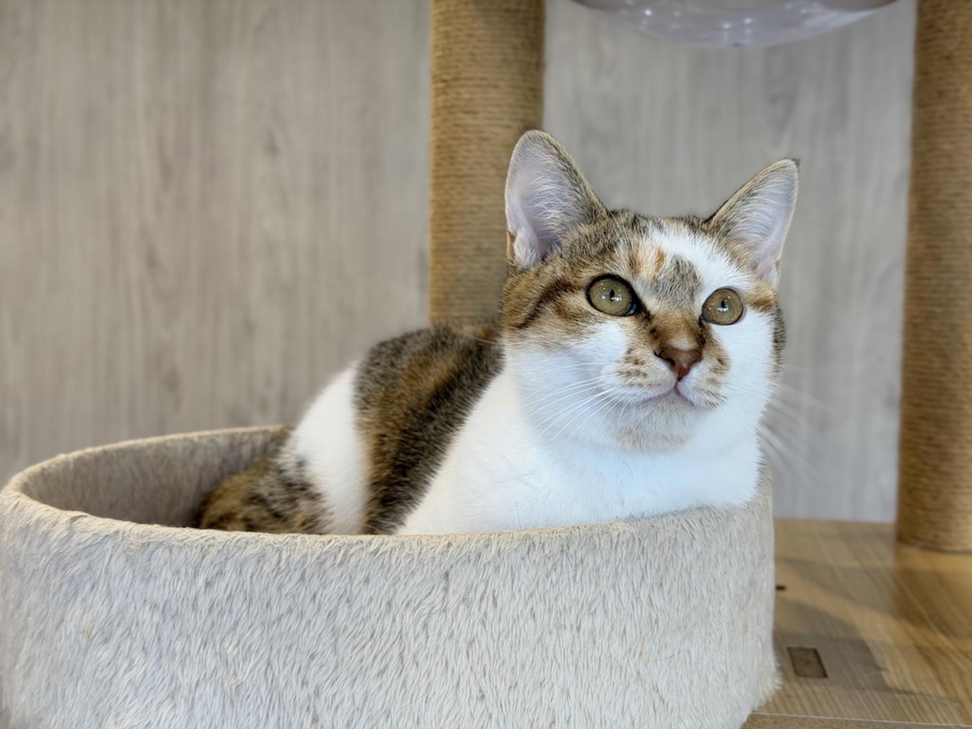 pet-image-6